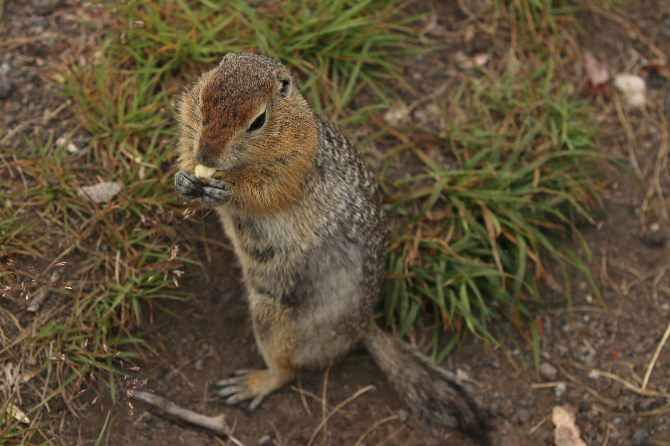 Камчатка и о. Парамушир. Июль 2024. Путешественник-фотограф из Санкт-Петербурга Татьяна Свистулина