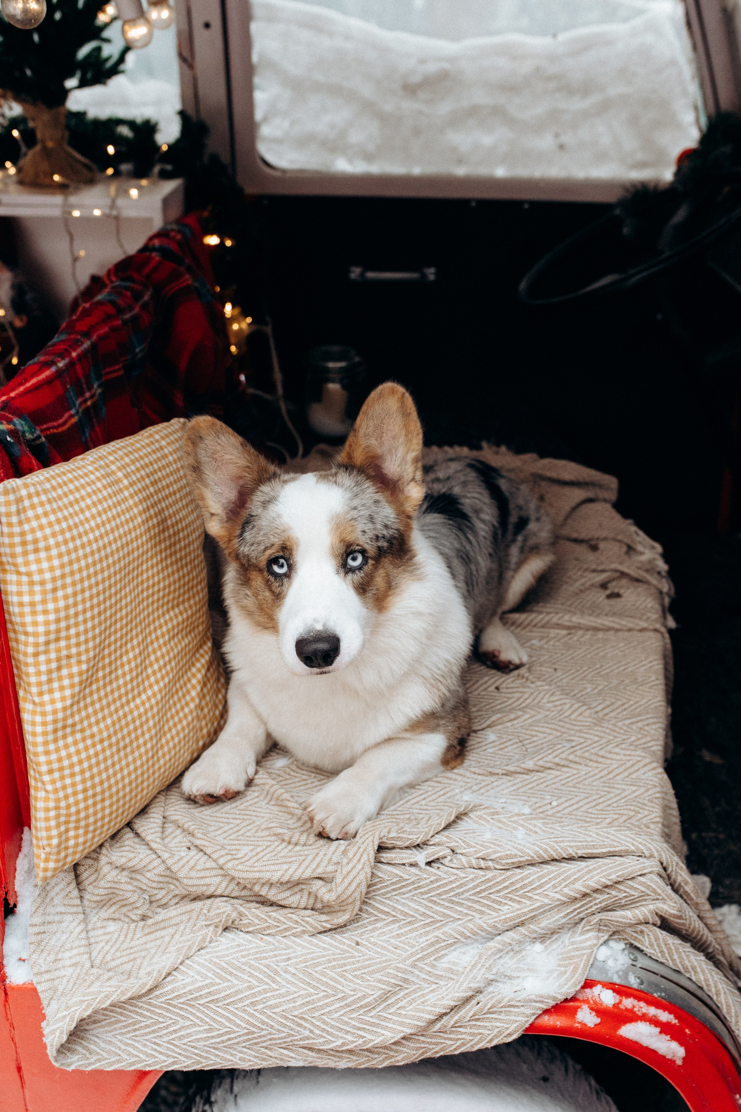 Маша и Дэф. Фотограф анималист в Москве Ольга Агушева