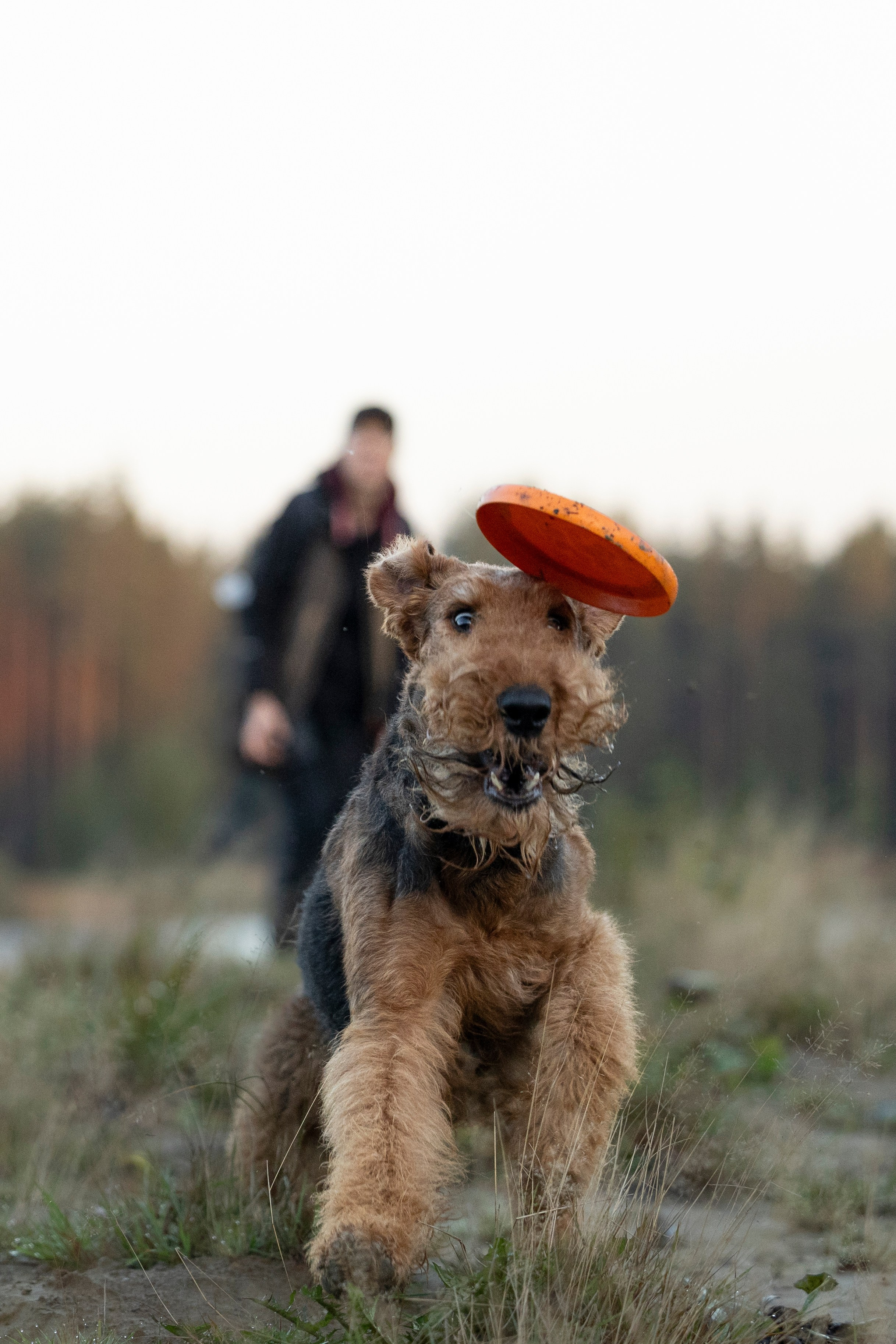 Харди. Фотограф-анималист Анна Маринич