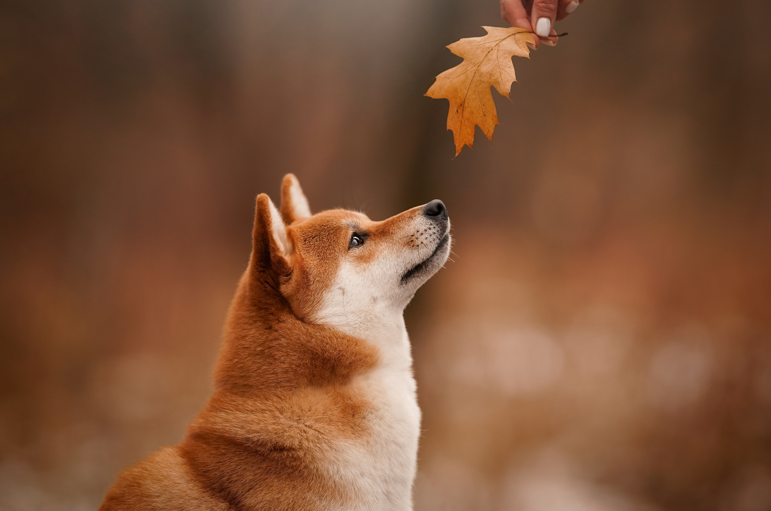Алина и Юми. Фотограф-анималист в Санкт-Петербурге Яна Мартынова