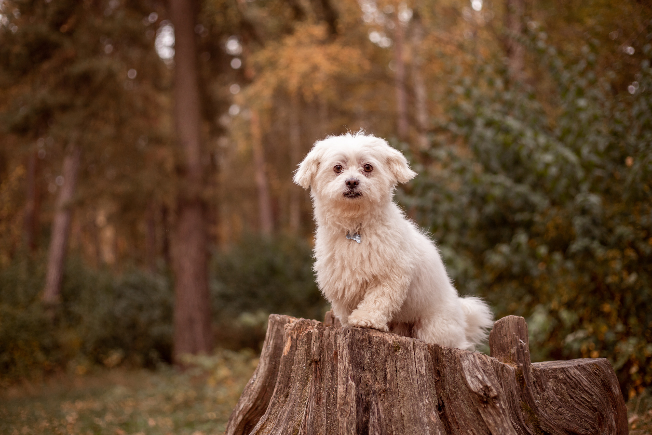 В осеннем лесу. Семейный и детский фотограф в Калуге Вероника Голованова