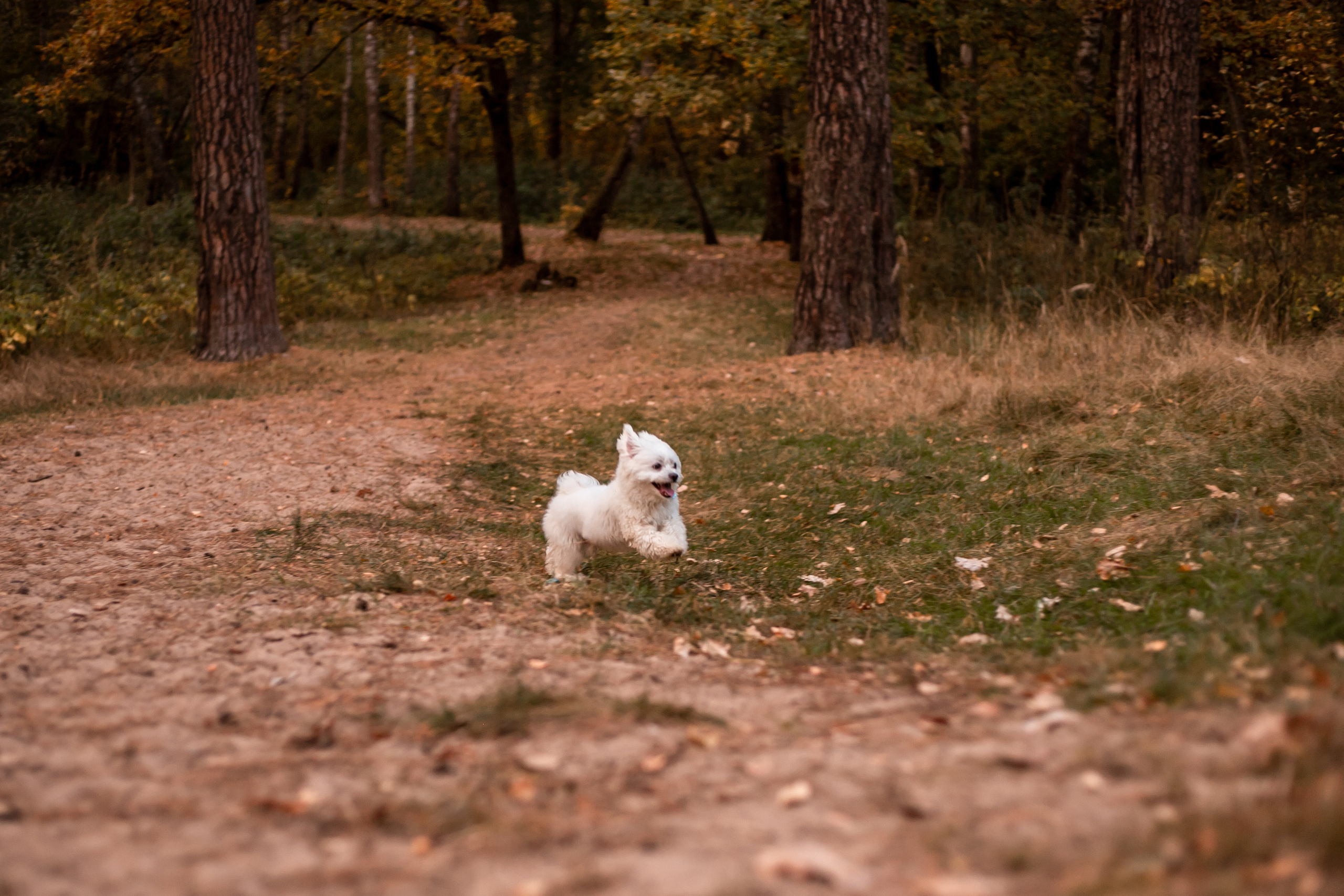В осеннем лесу. Семейный и детский фотограф в Калуге Вероника Голованова