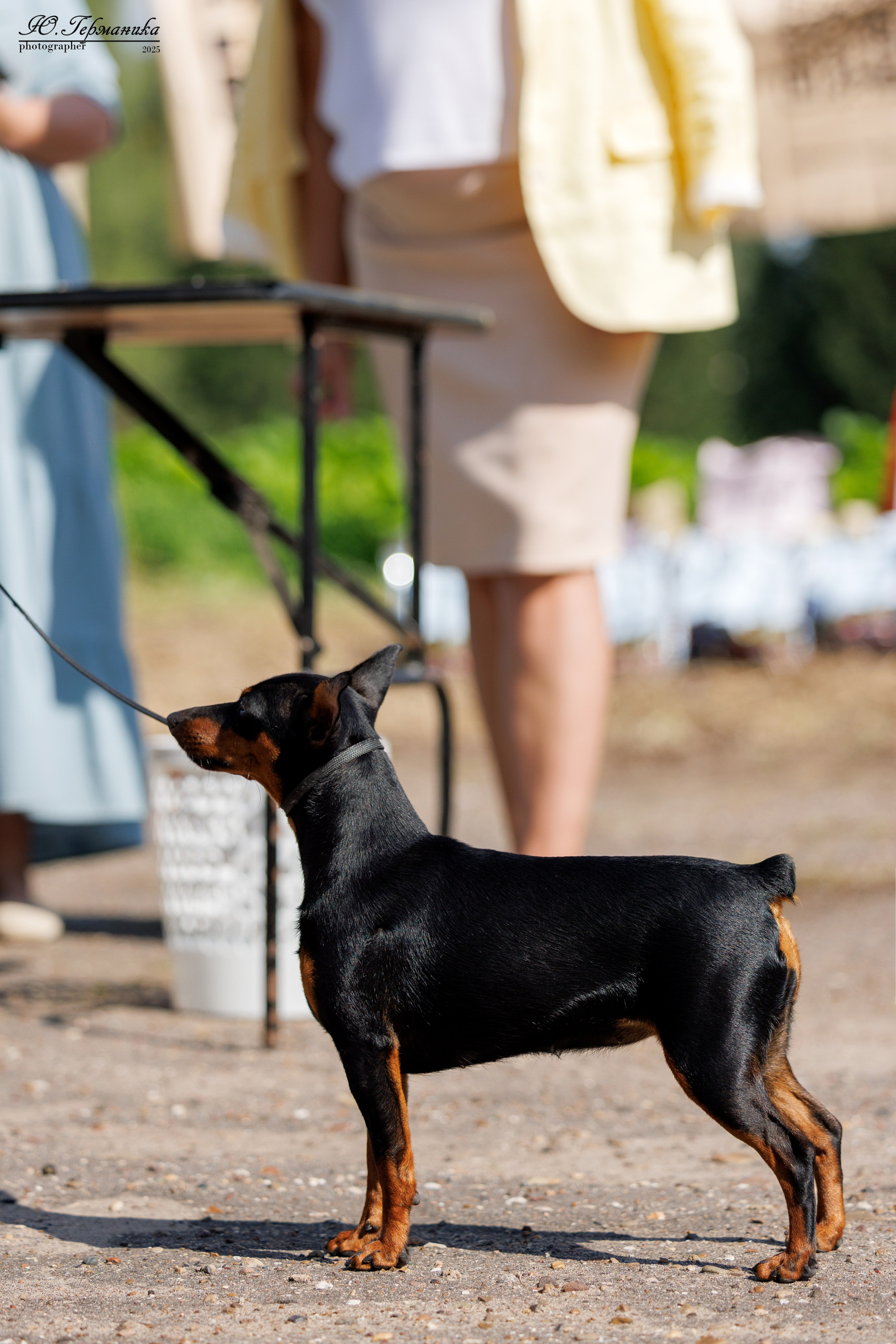 Тверь 10.08.2025. Фотограф-анималист Юлия Германика