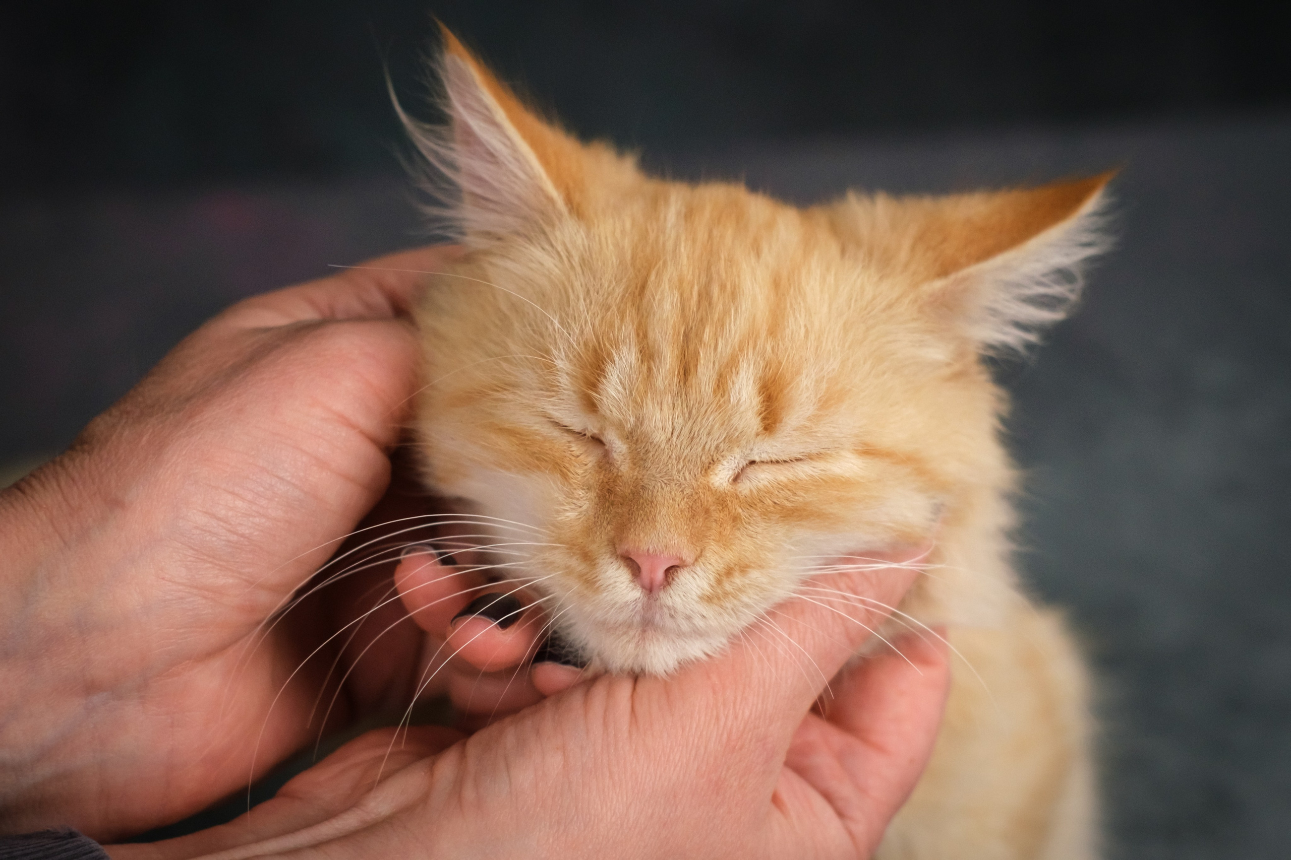 Котята для Ольги. Зоофотограф, фотограф животных в Москве и области Дина Дамоцева