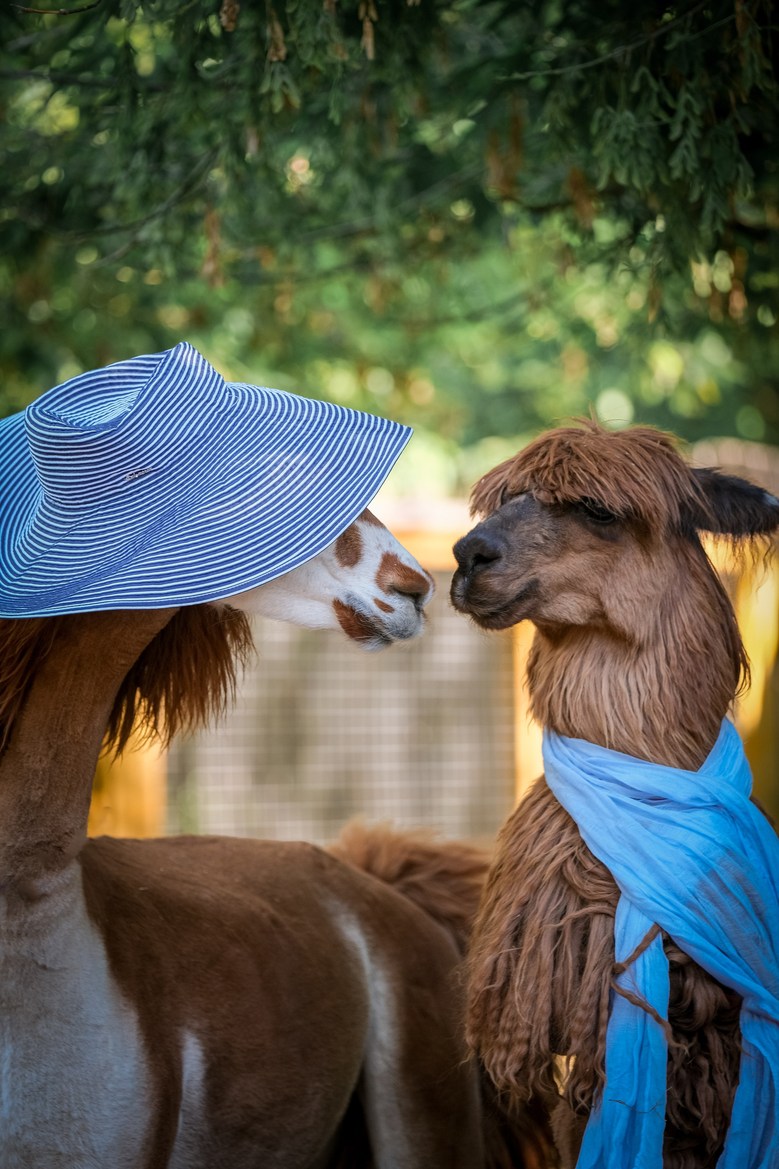 Альпаки). Зоофотограф, фотограф животных в Москве и области Дина Дамоцева
