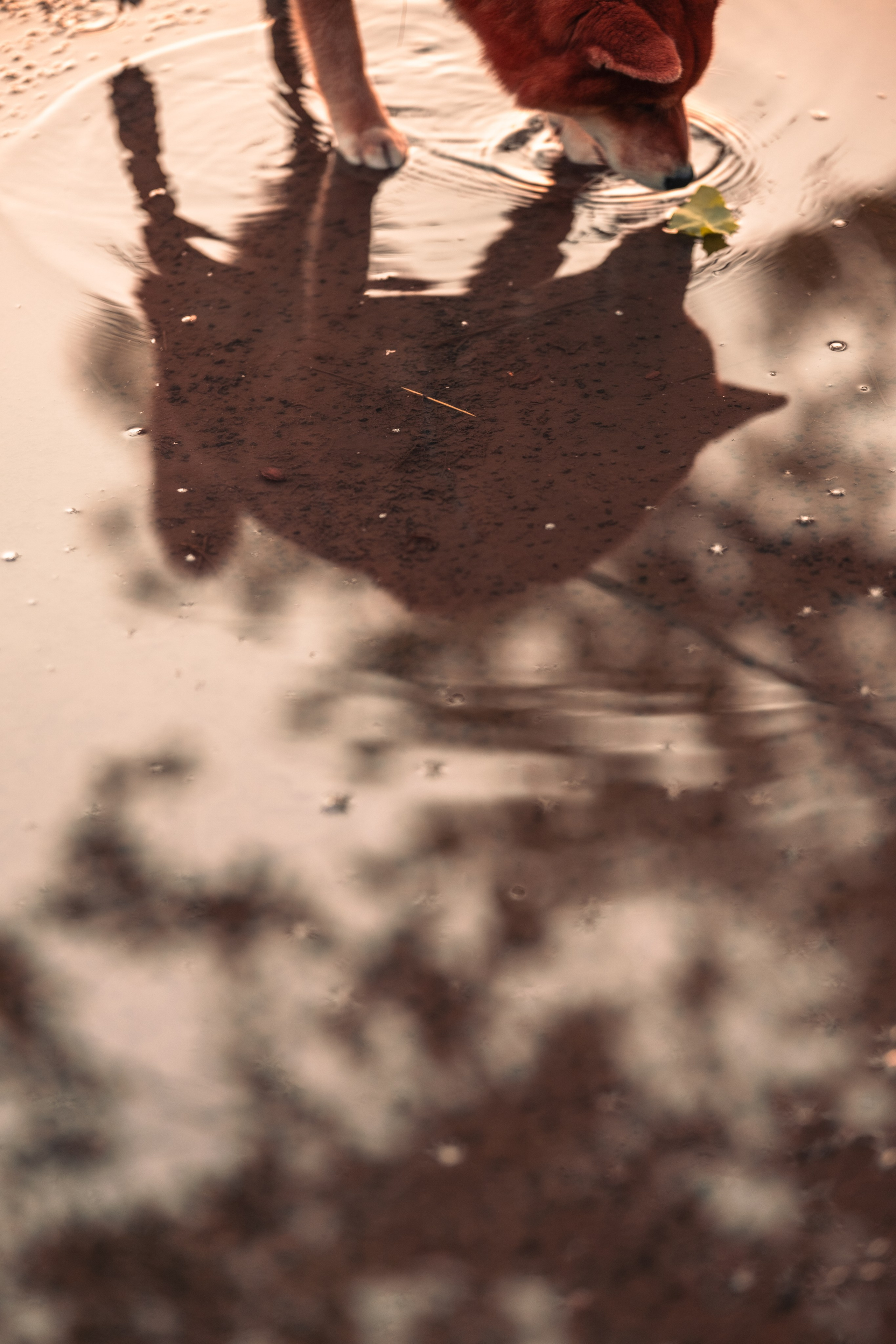 Харизматичный Шима). Зоофотограф, фотограф животных в Москве и области Дина Дамоцева