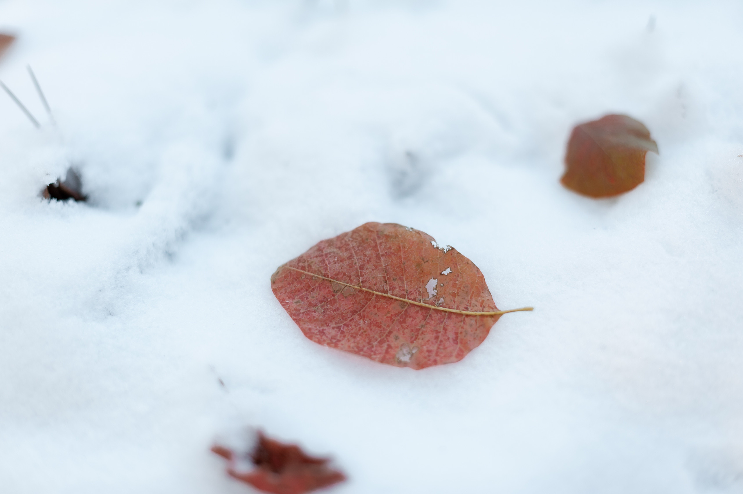 фотограф ростов