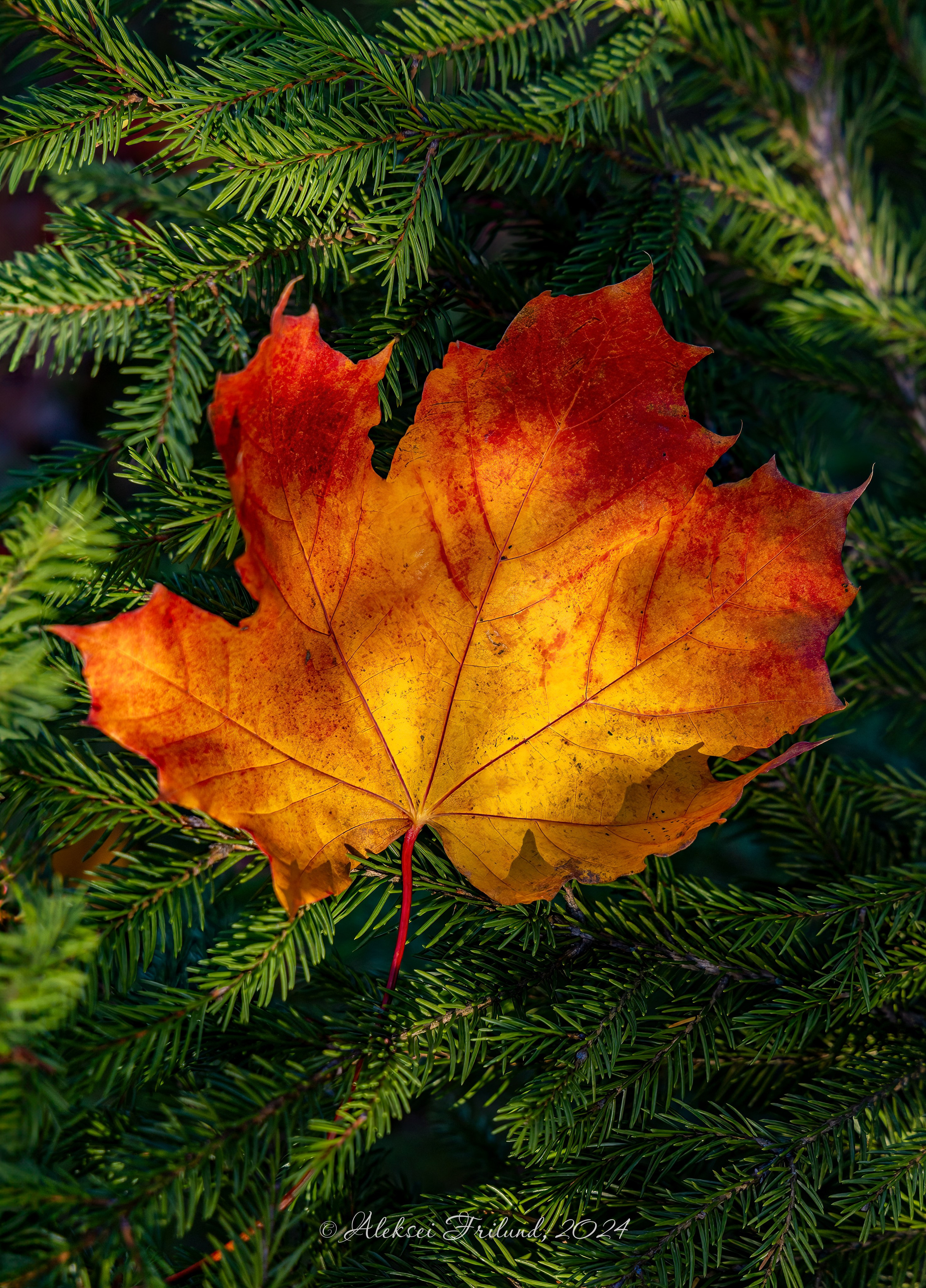 Природа Карелии. Аэросъемка. Фото и Видео в Карелии. Алексей Фрилунд