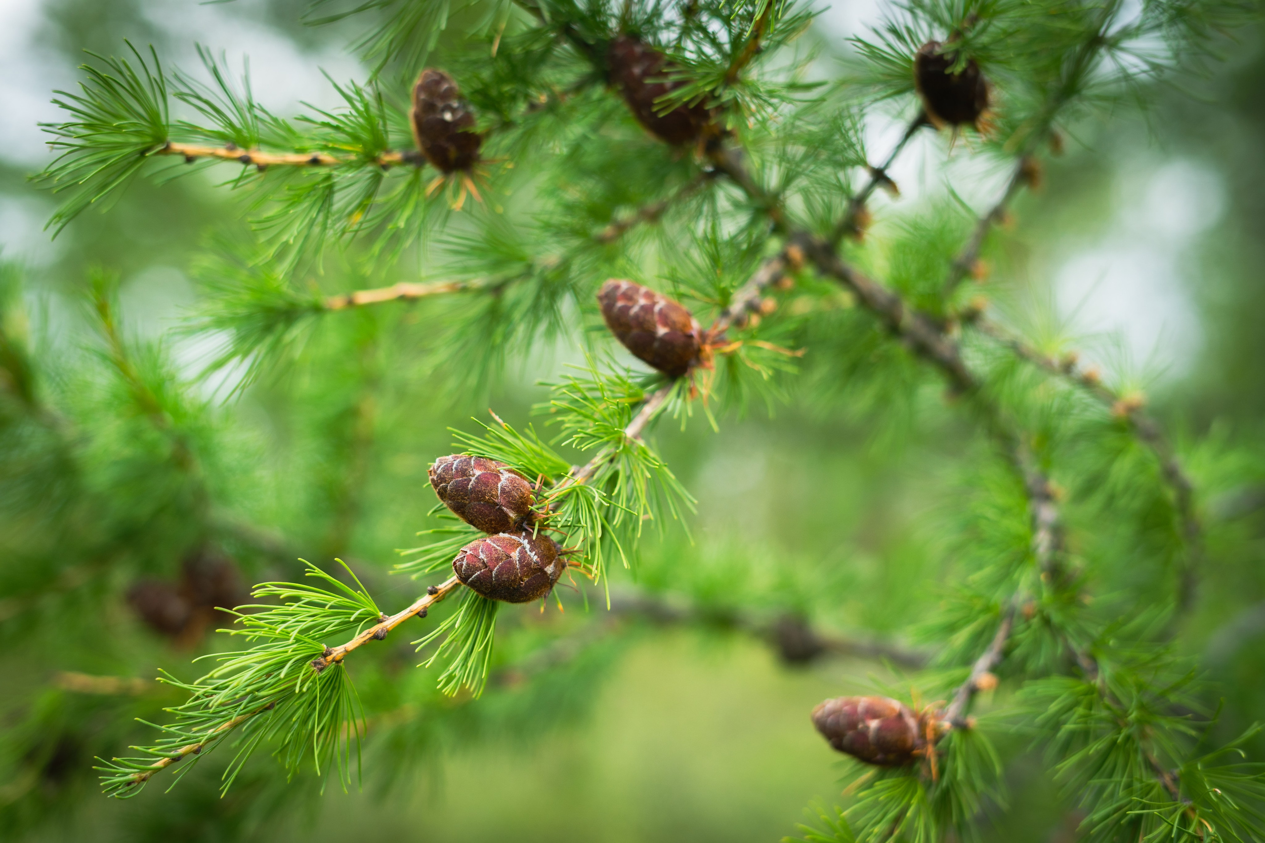 Лето в тундре. Фотограф Екатерина Зорина
