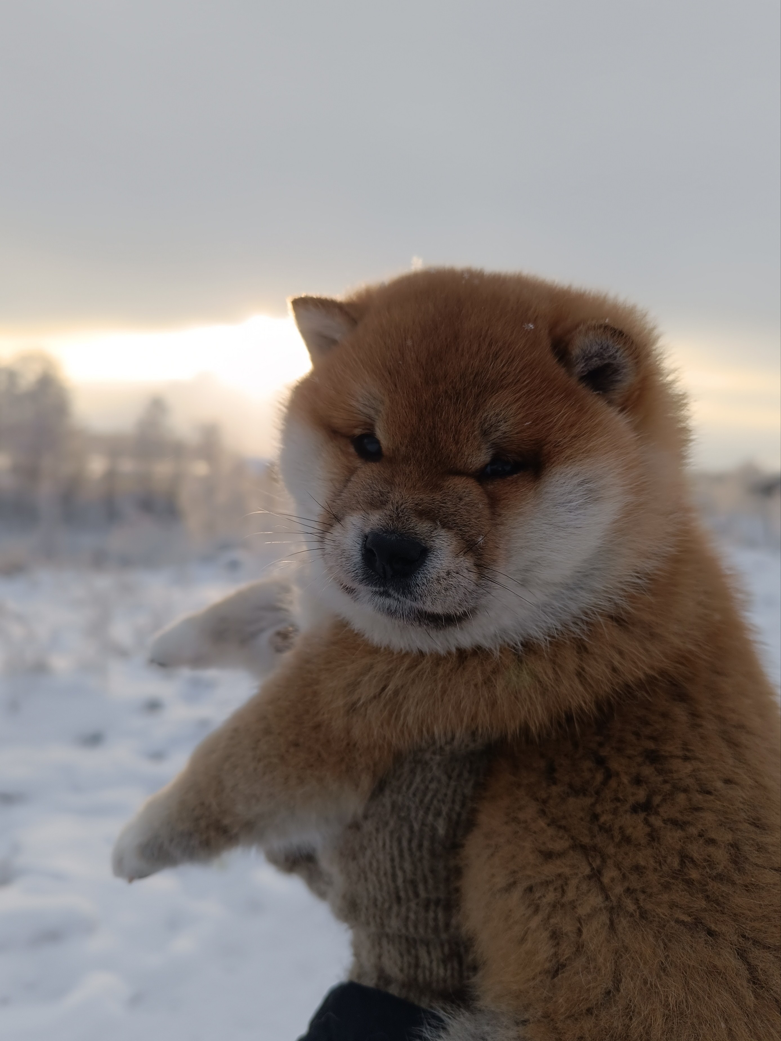 сиба питомник Рубилайт щенки на продажу rubylight  сиба щенки купить СПб Санкт-Петербург 