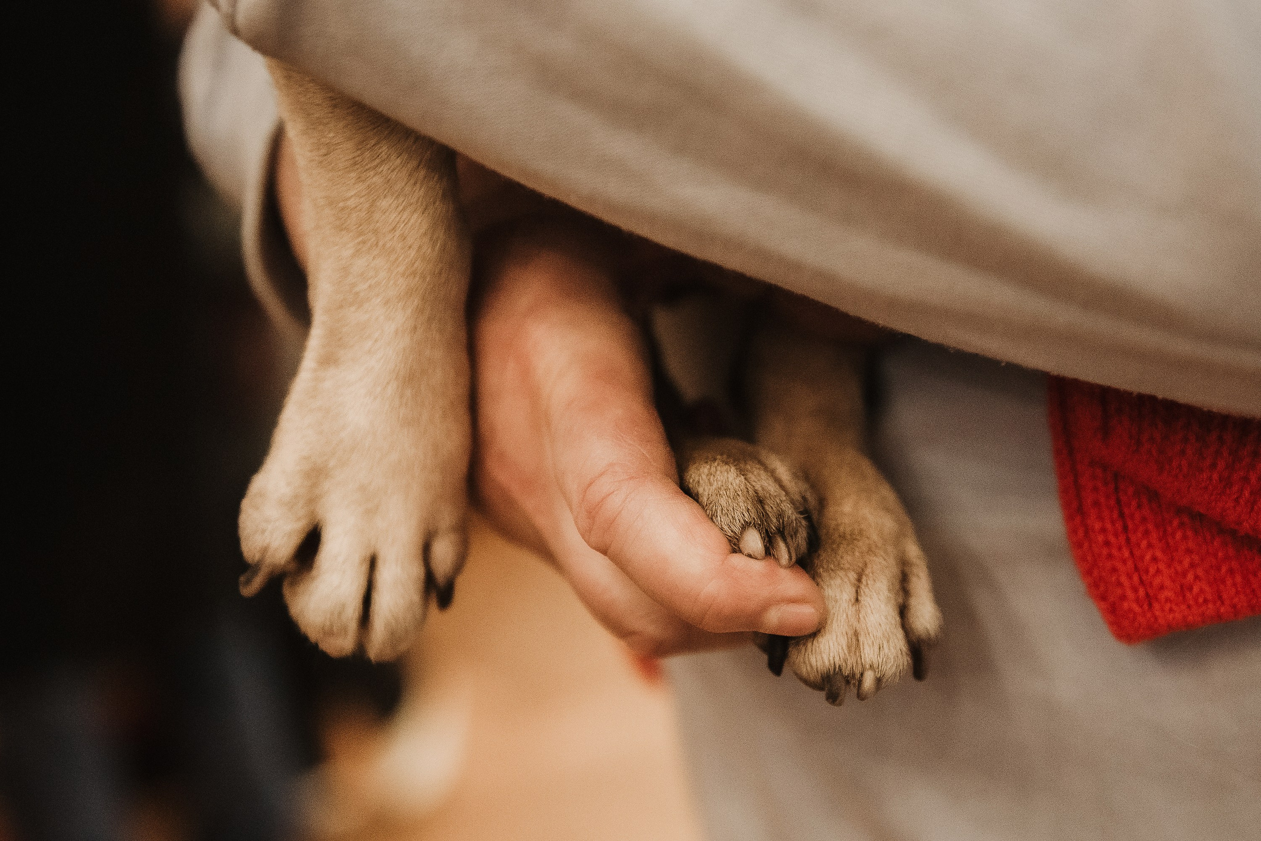 Ольга и Потапум. Прогулка к чайному дому. Семейный Фотограф в Москве Ирина Хохлова