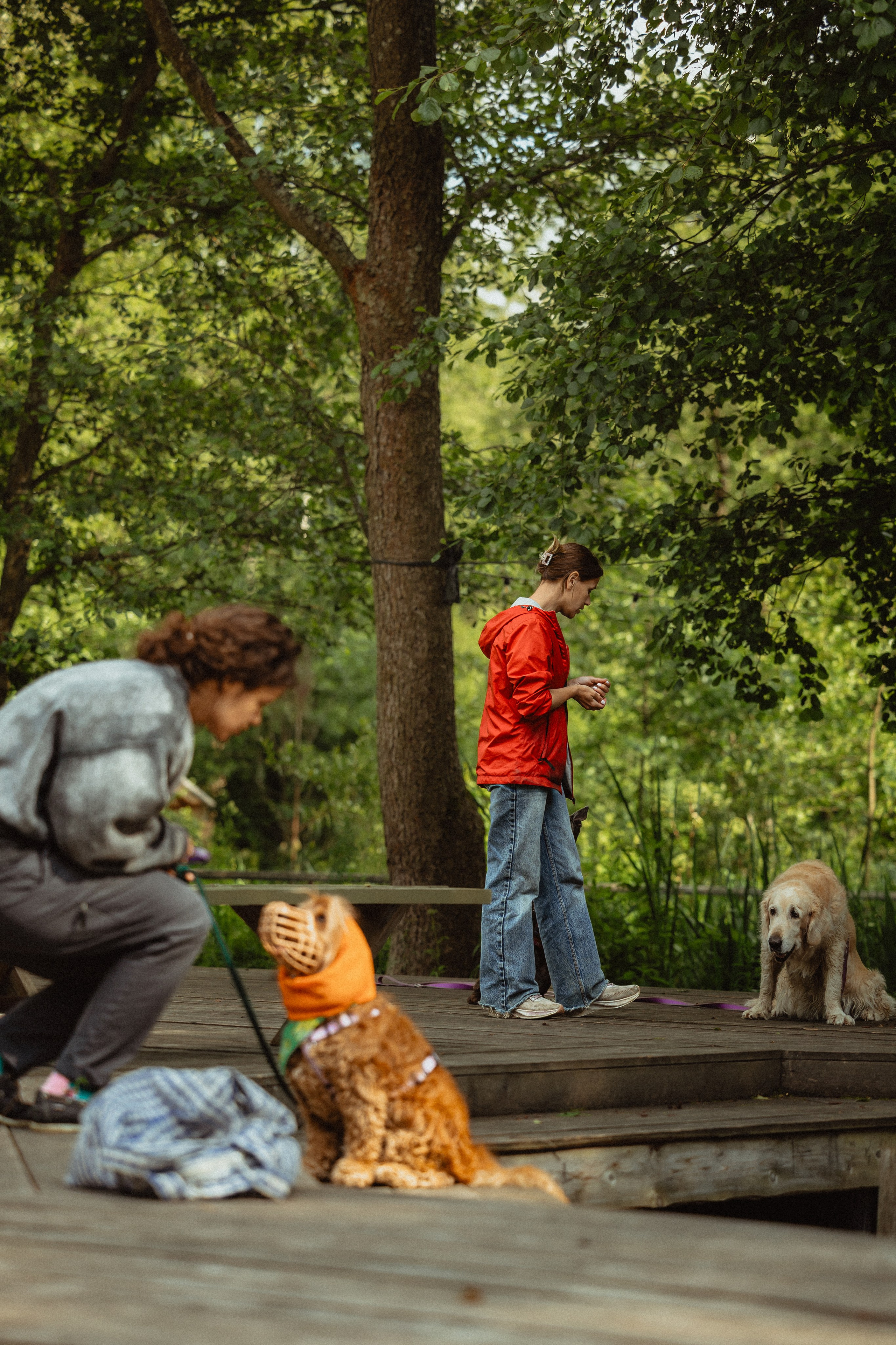 Выездной дог-тренинг от школы «Шерсть имею»