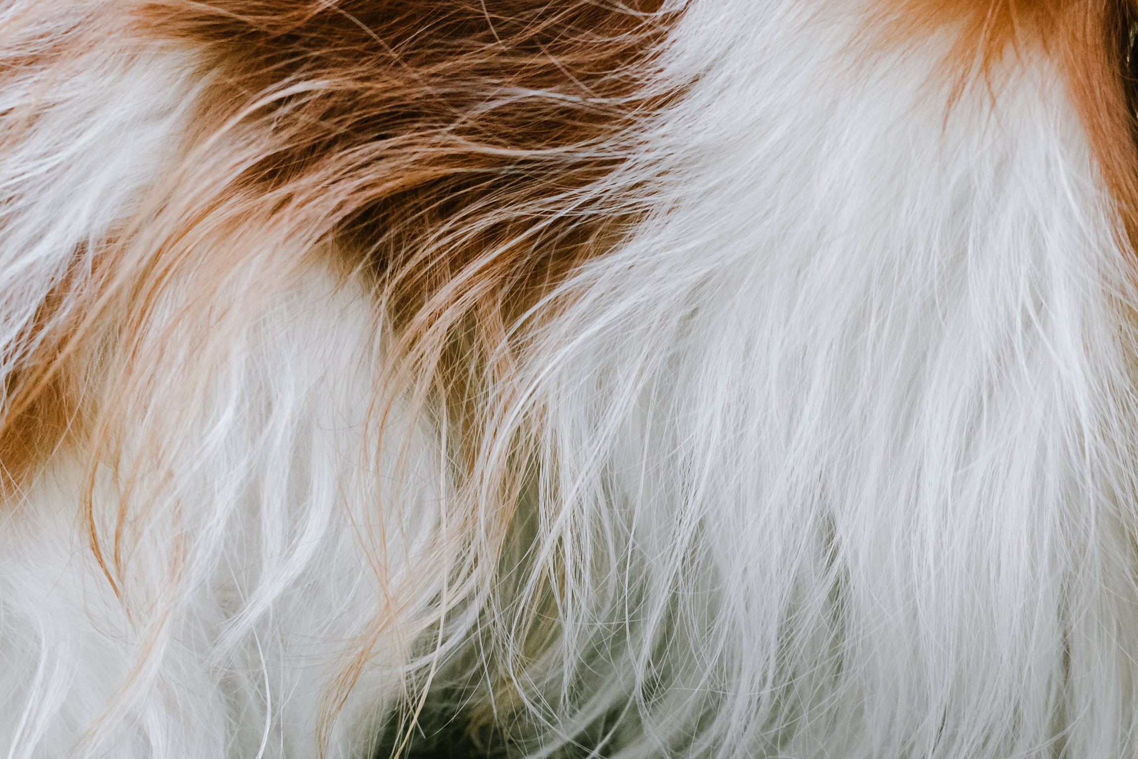 Фотопрогулка на бульваре. Фотограф-анималист Татьяна Степанова