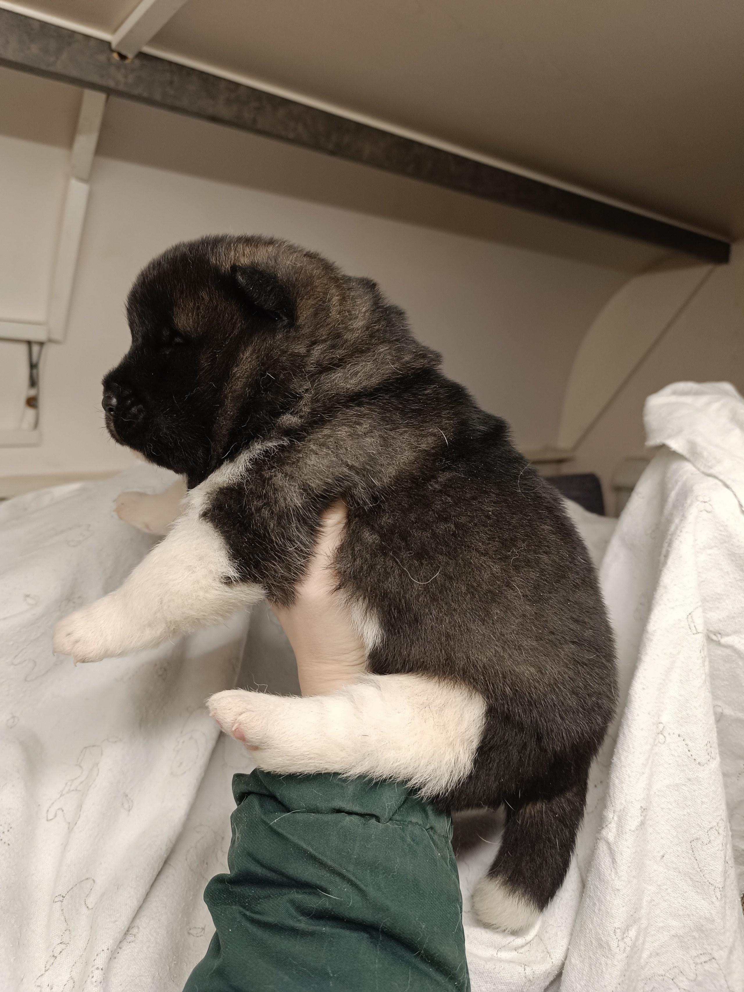 Американская акита  щенки питомник Санкт-Петербург клубные щенки Американская акита питомник RUBYLIGHT Рубилайт купить щенка американской акиты