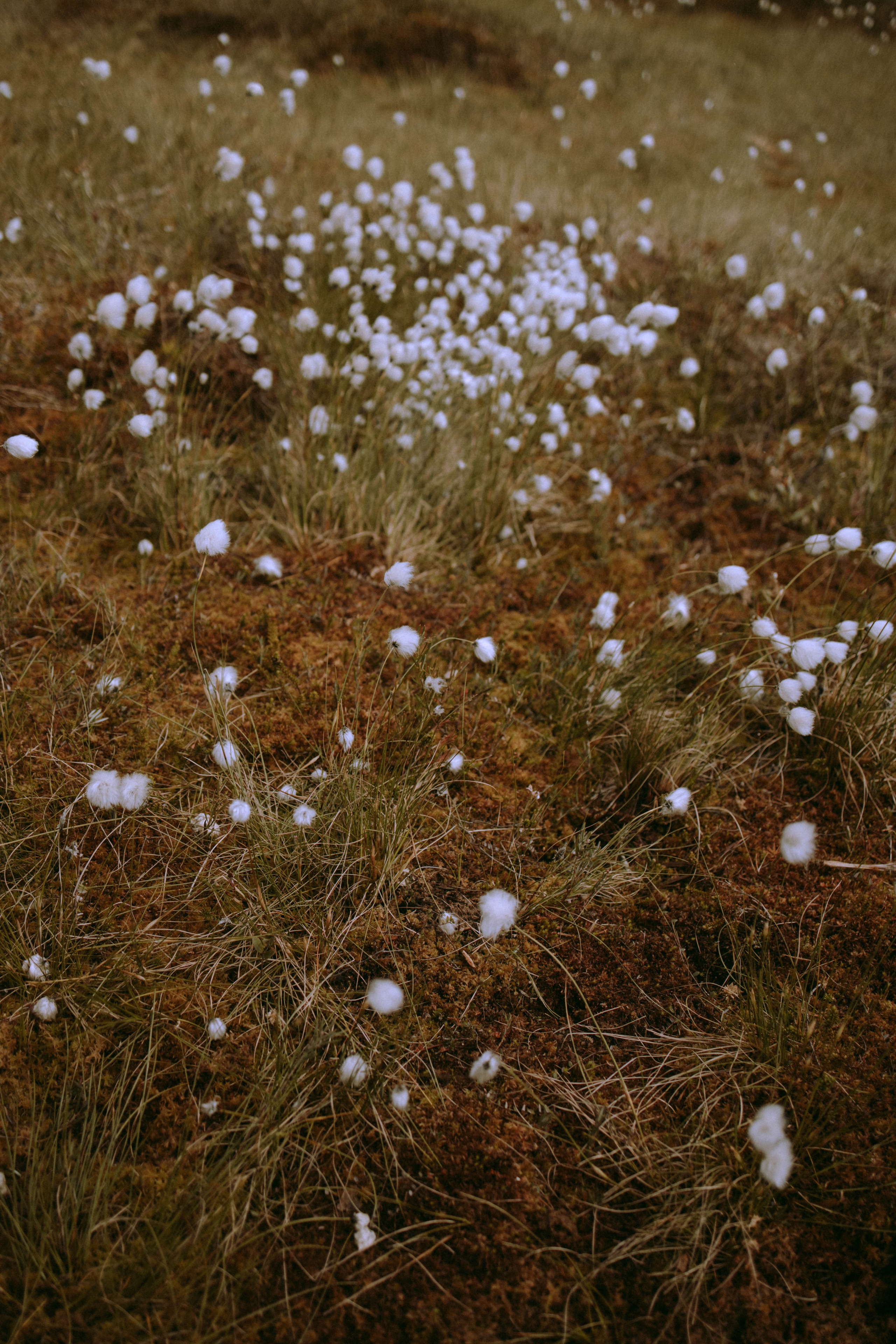 Олеся и Женя. Свадебный и прогулочный фотограф в Санкт-Петербурге Дарья Корель