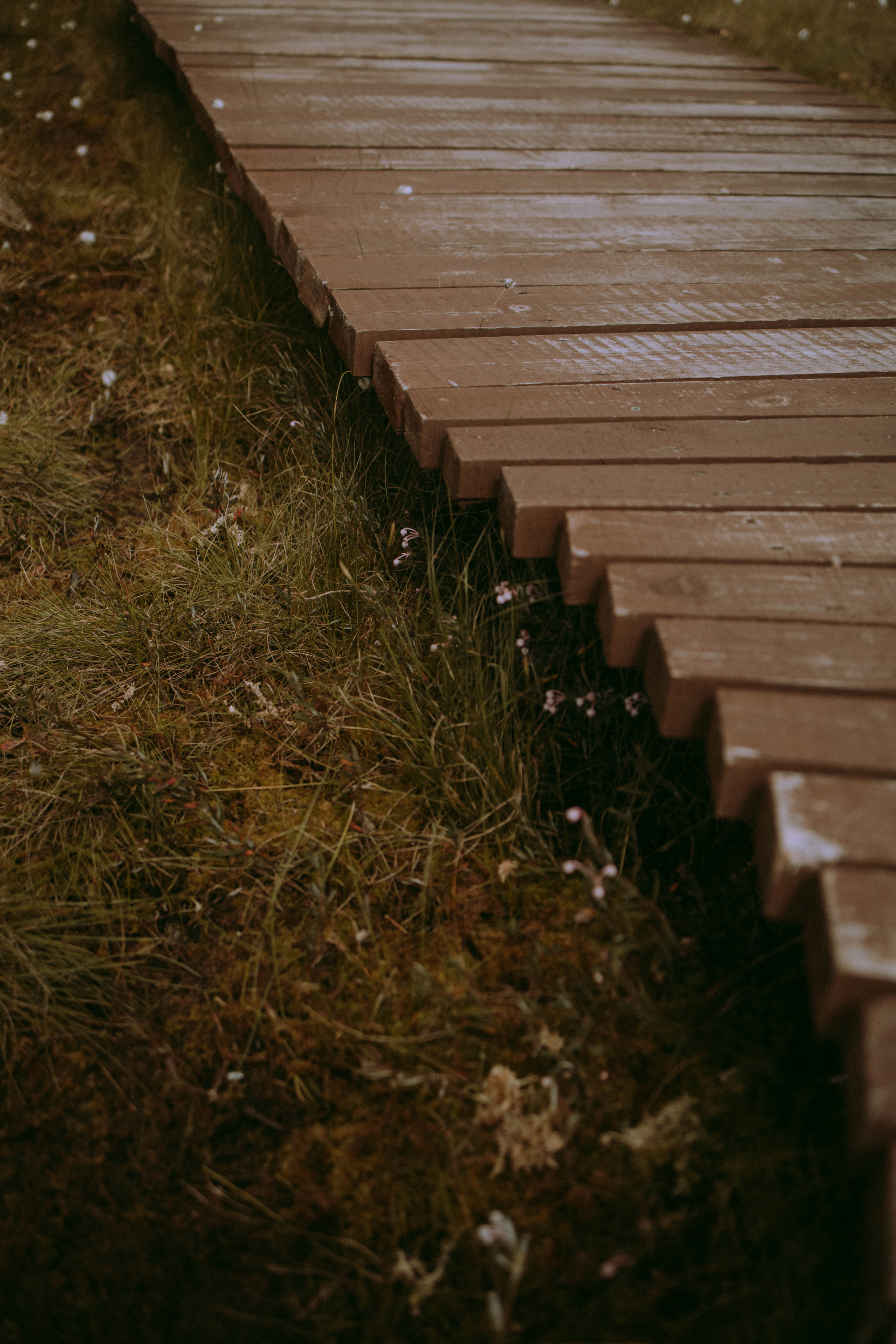 Олеся и Женя. Свадебный и прогулочный фотограф в Санкт-Петербурге Дарья Корель