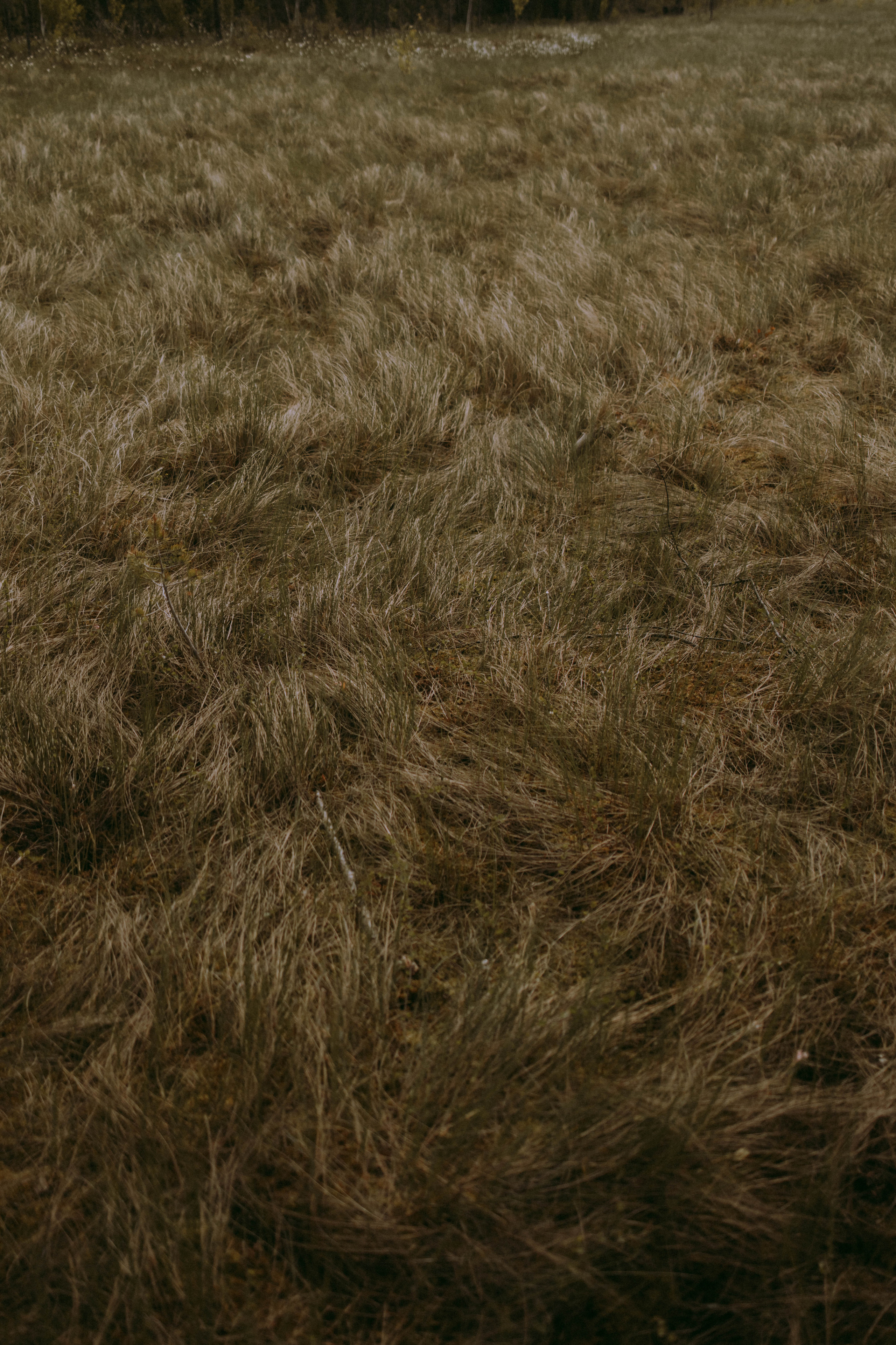 Олеся и Женя. Свадебный и прогулочный фотограф в Санкт-Петербурге Дарья Корель