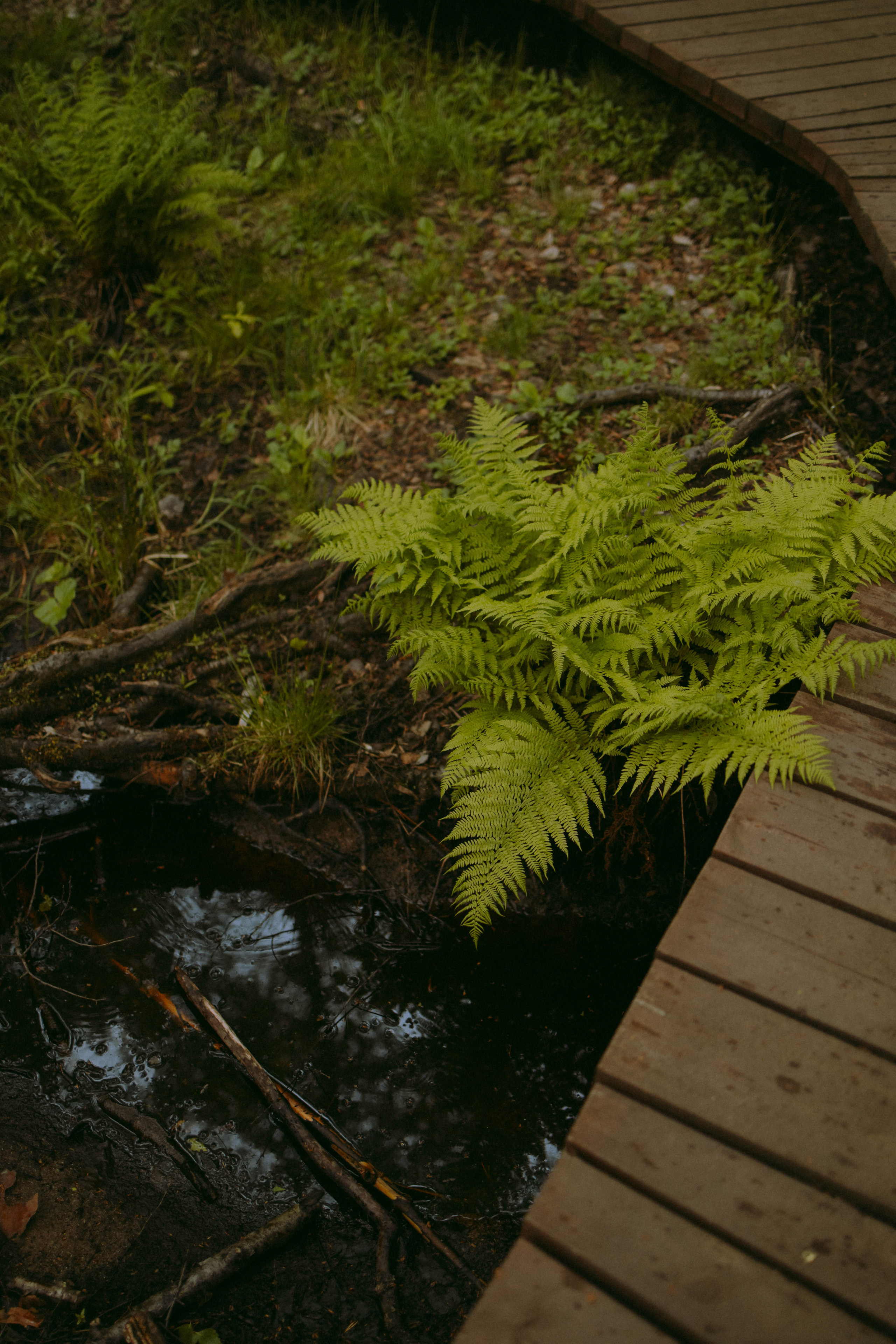 Олеся и Женя. Свадебный и прогулочный фотограф в Санкт-Петербурге Дарья Корель