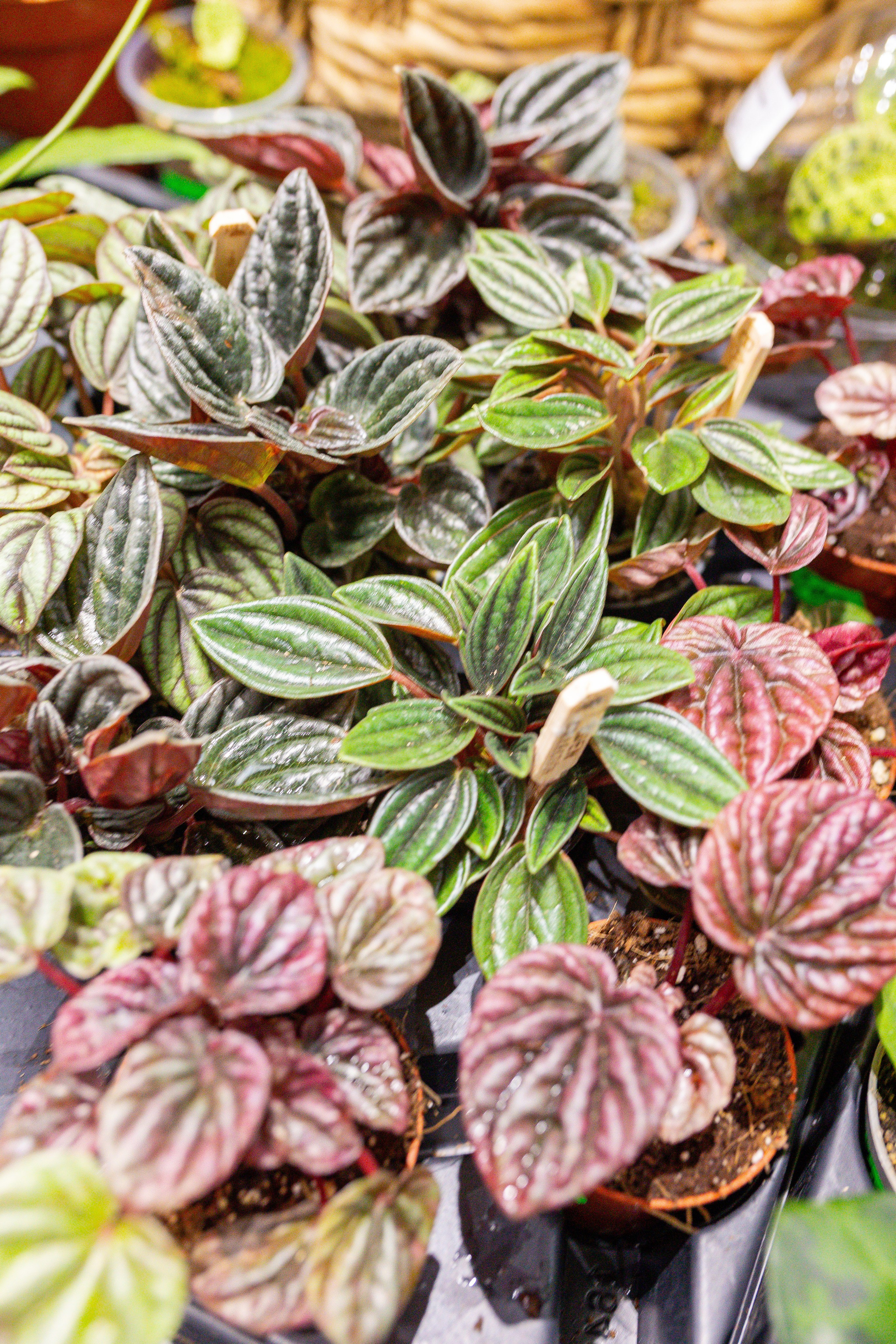 Монстериум 11–12 октября. Александра Куликова фотограф, Москва