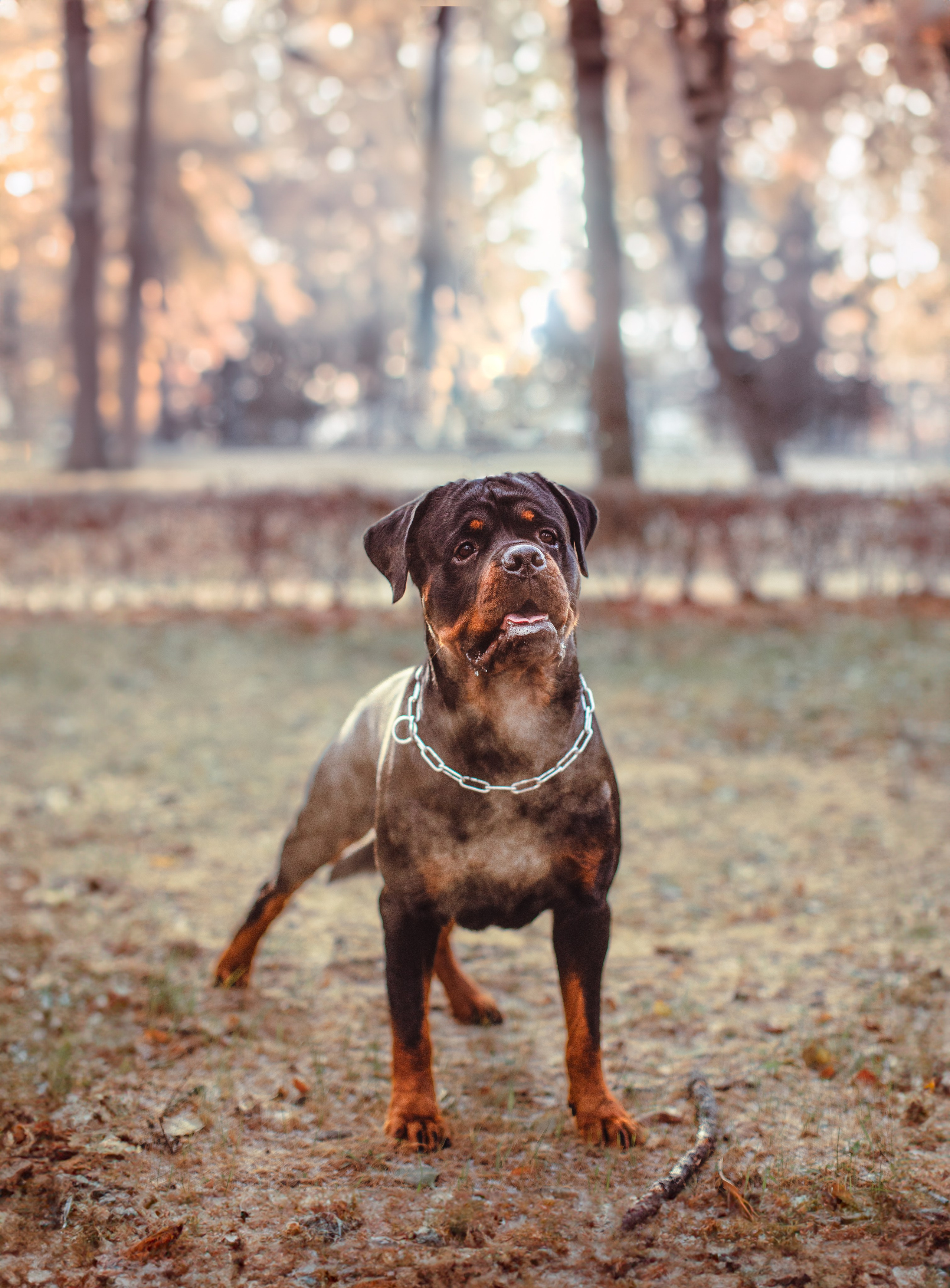 Ротвейлер Аватар. Портретная и семейная съемка. Фотограф анималист