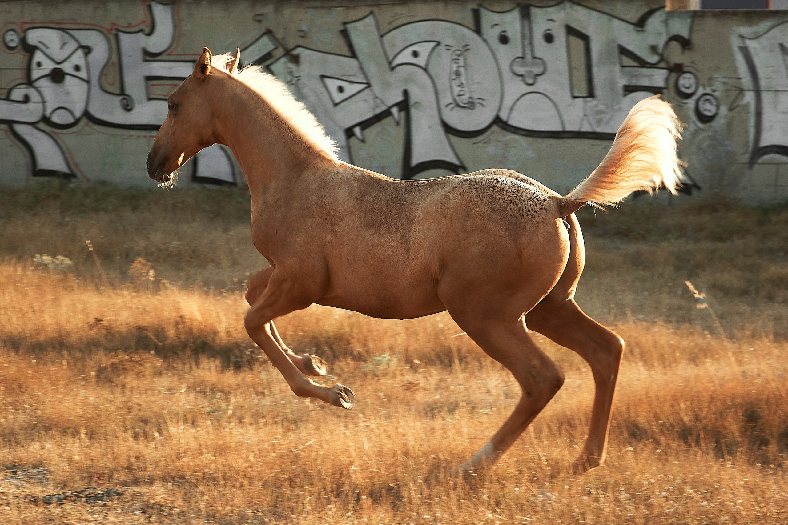 Чако-Эль. Фотограф в Севастополе