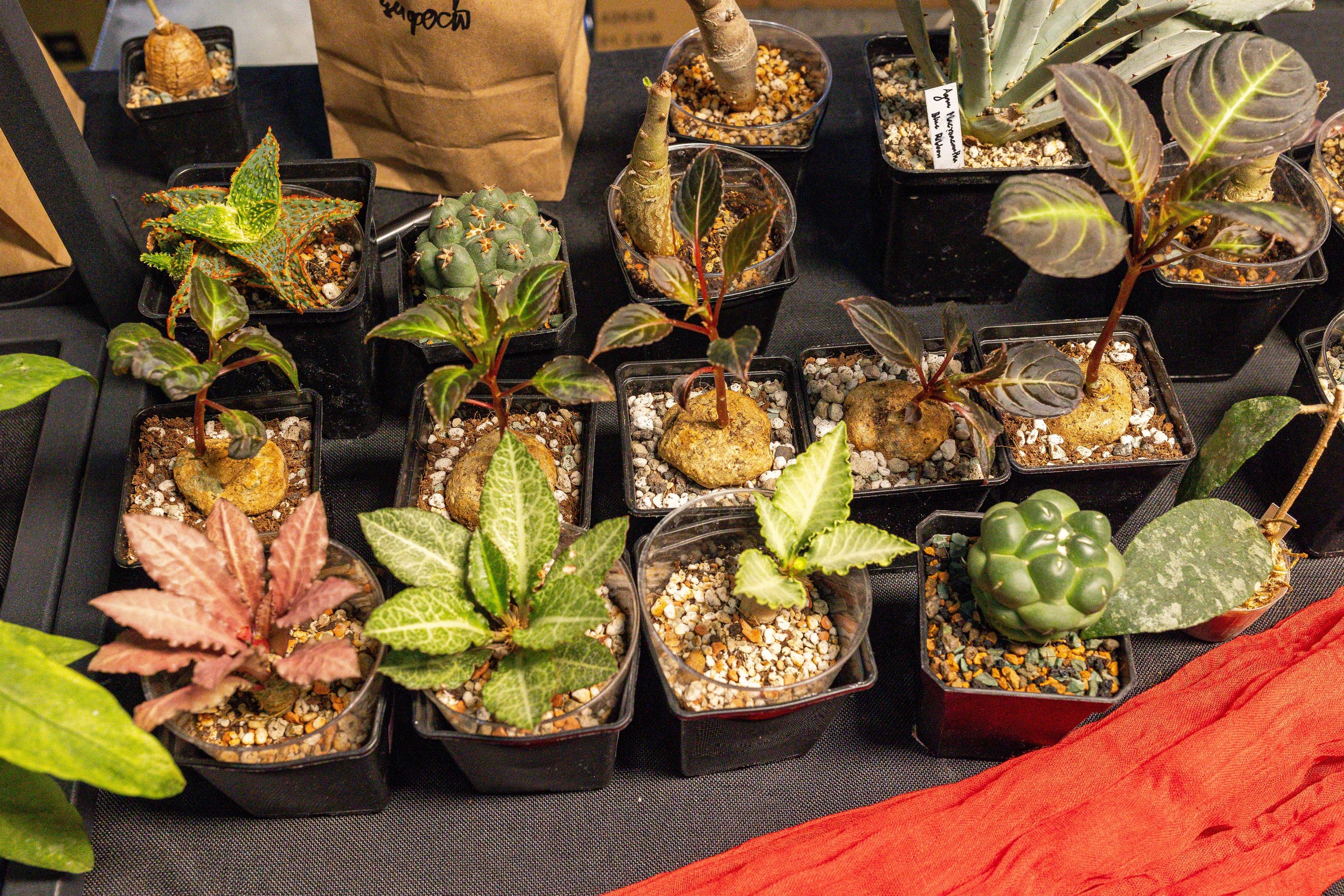 Монстериум апрель 2025. Александра Куликова фотограф, Москва