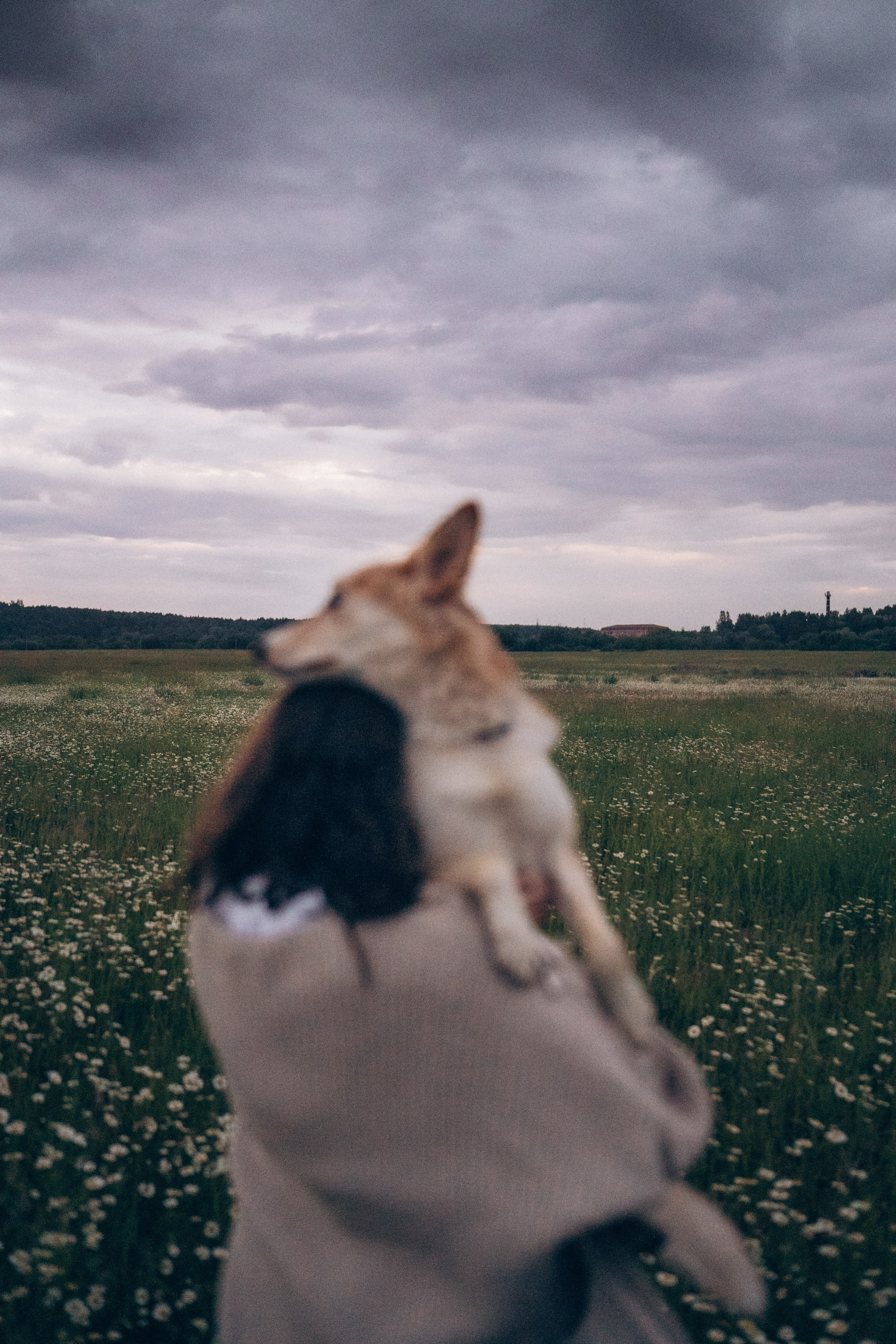 Соня и Кора. Фотограф анималист в Москве и Санкт-Петербурге Свиридова Анна