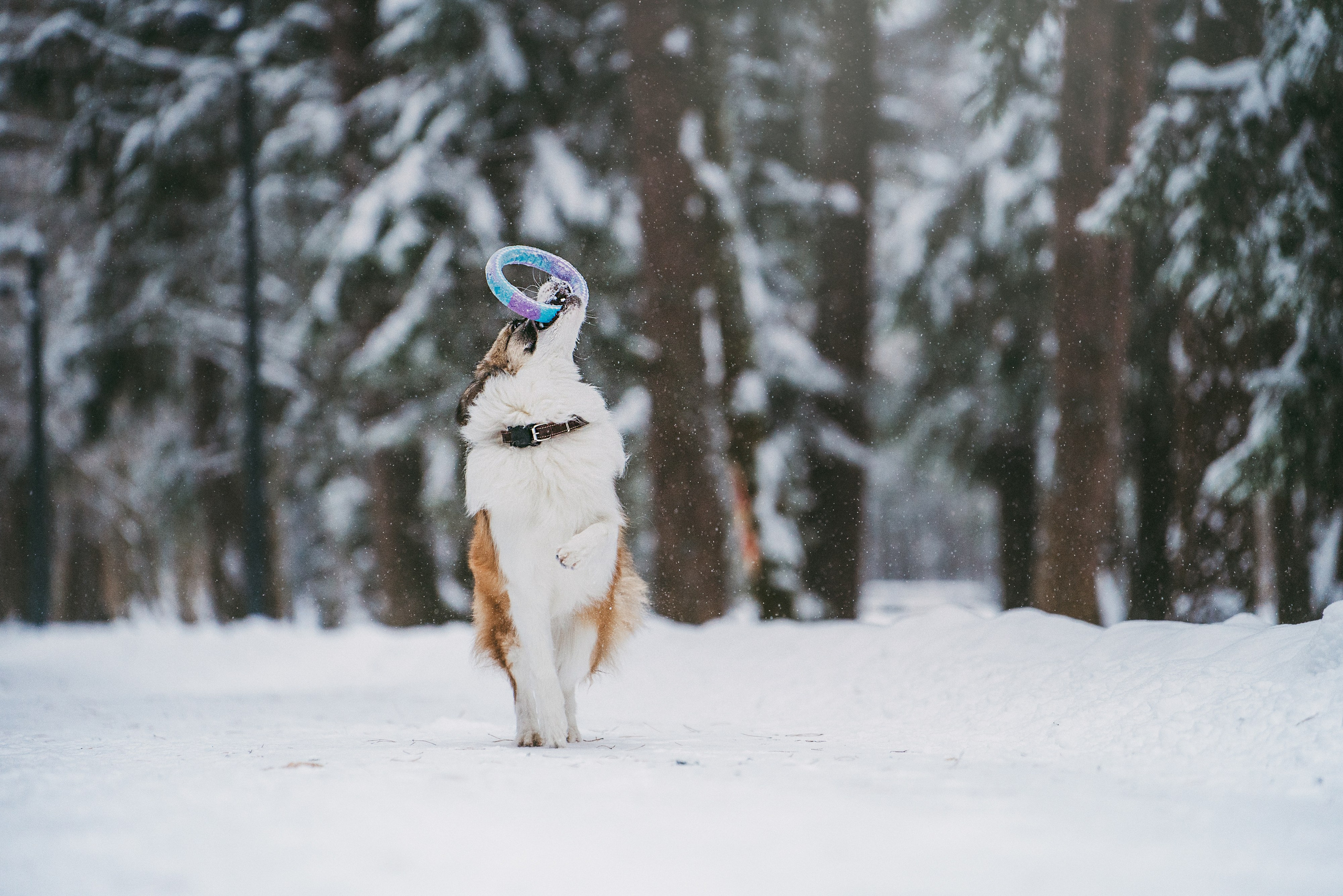 Катя, Анатолий и Елай. Фотограф анималист в Москве и Санкт-Петербурге Свиридова Анна