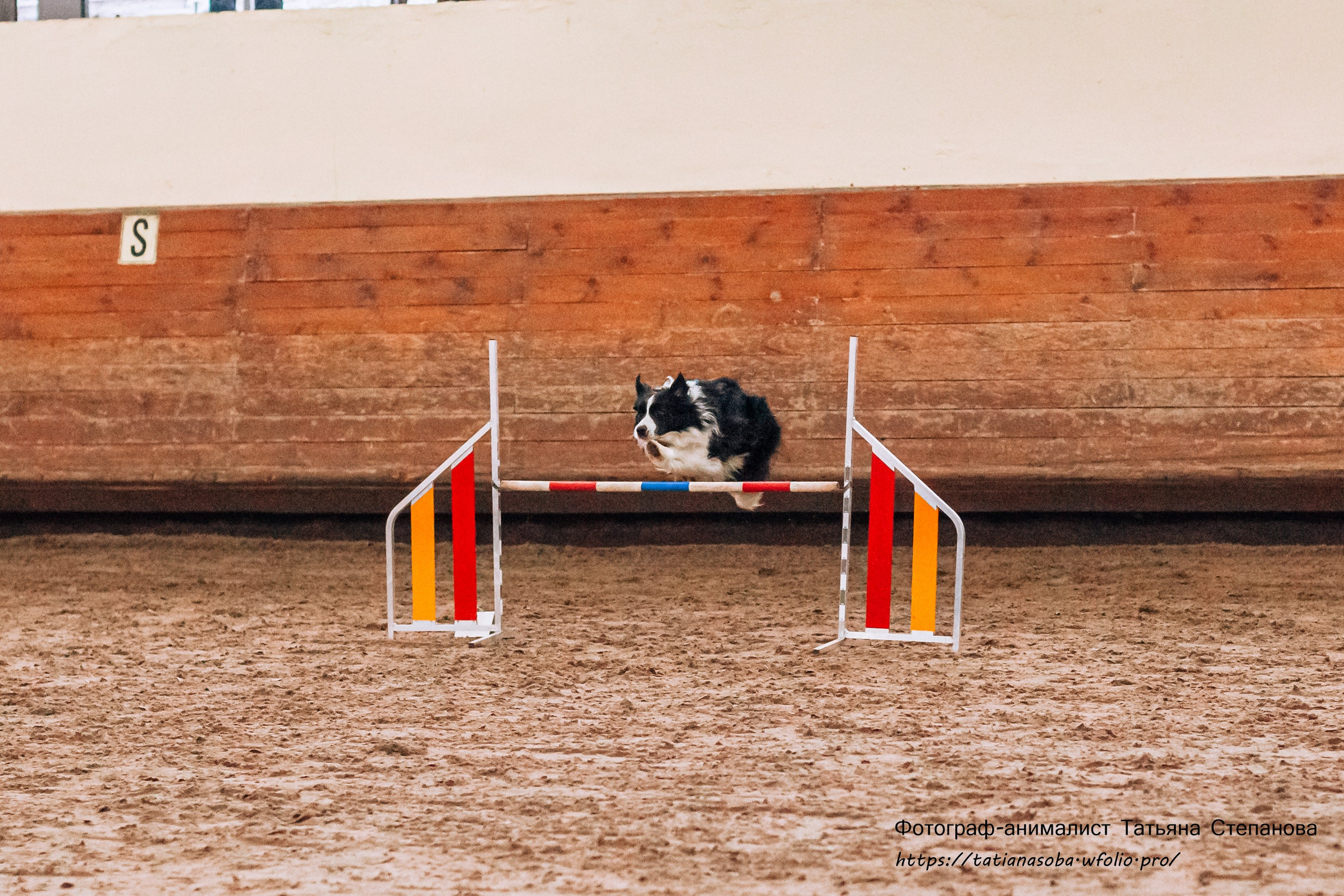 Соревнования по Аджилити 25.02.2024. Фотограф-анималист Татьяна Степанова