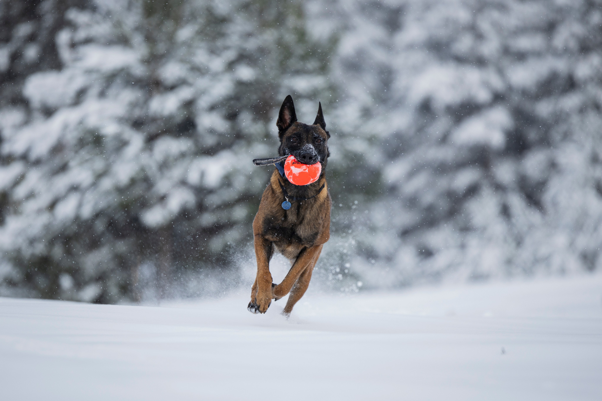 Рики. Фотограф-анималист Анна Маринич