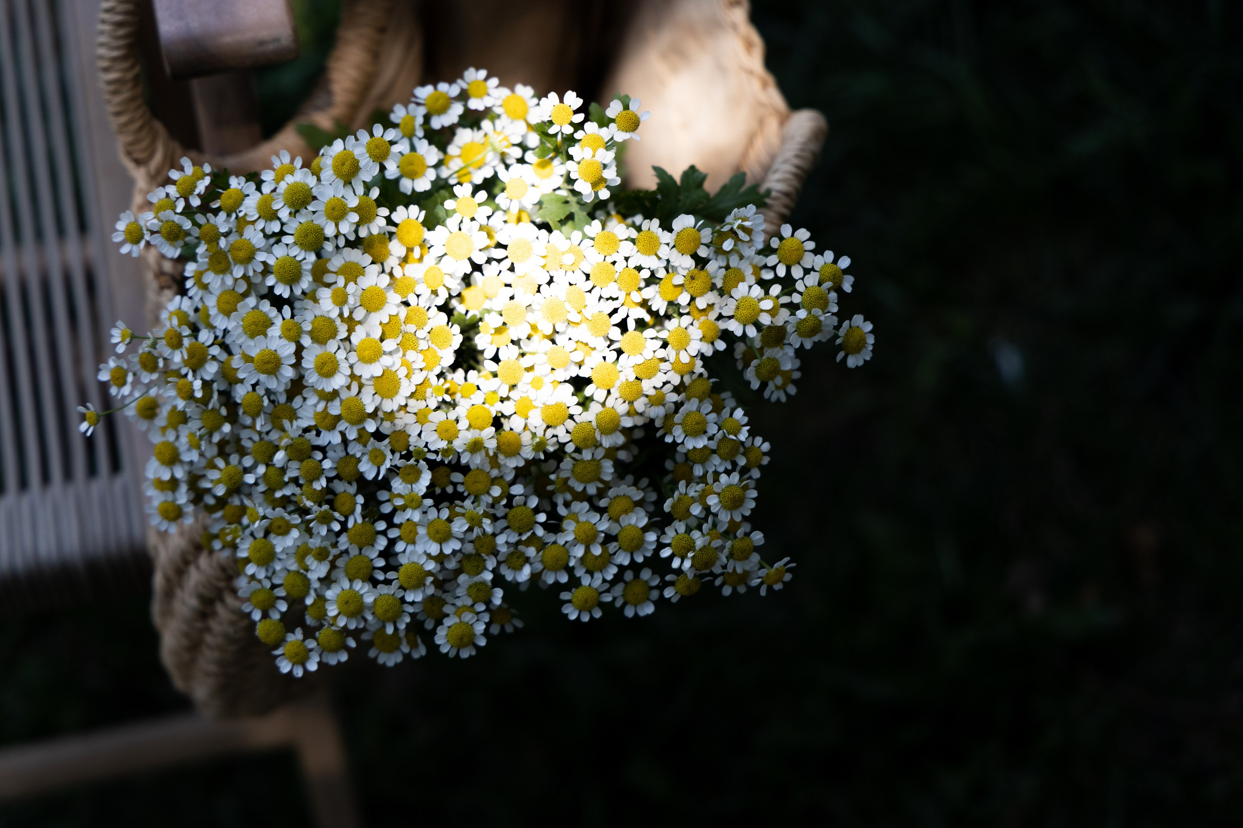 Цитрусовые. Свадебный фотограф. Краснодар, Сочи, Новороссийск. Вадим Мерье