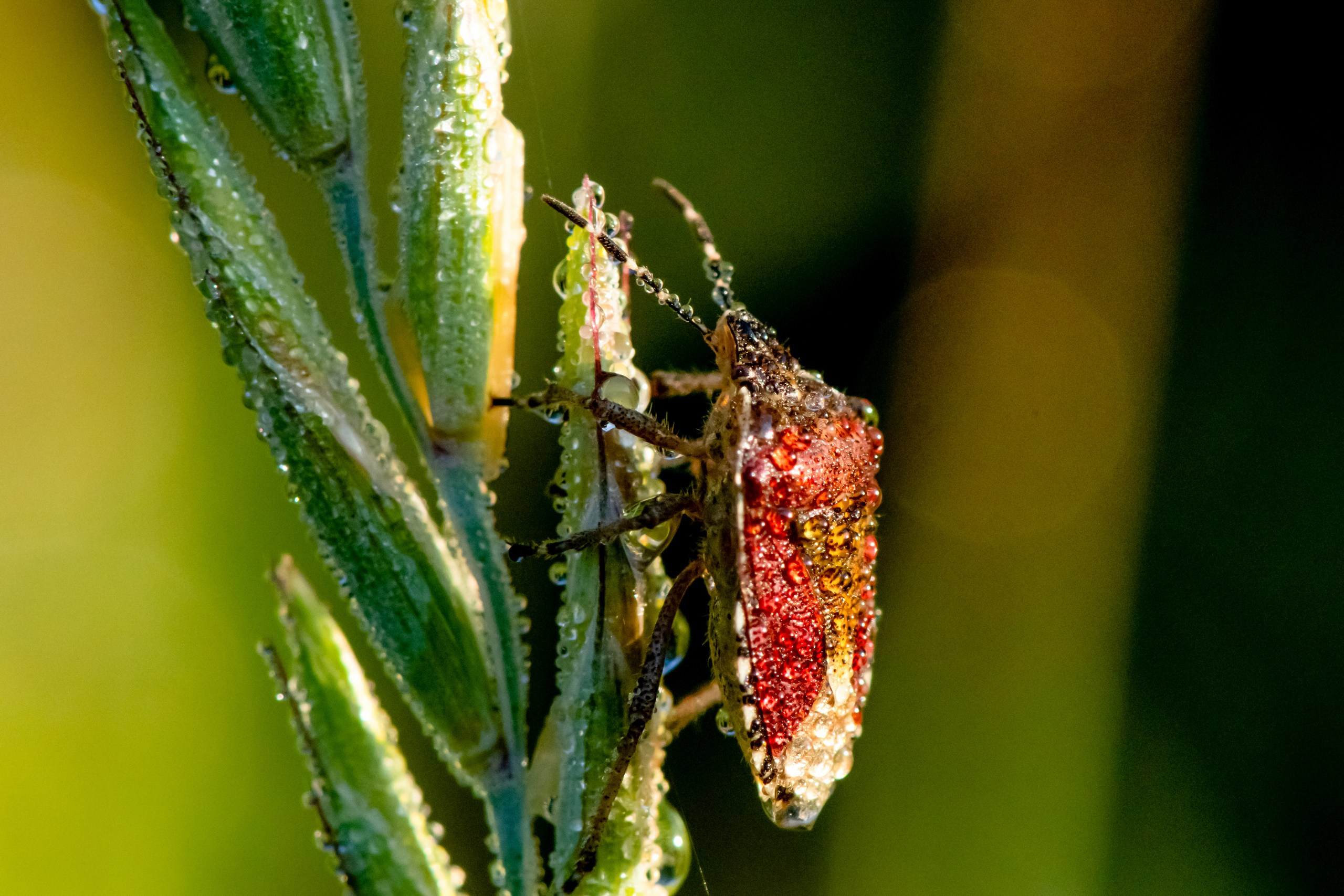 Макрофотосъёмка. Foto-Zuev фотография как искусство