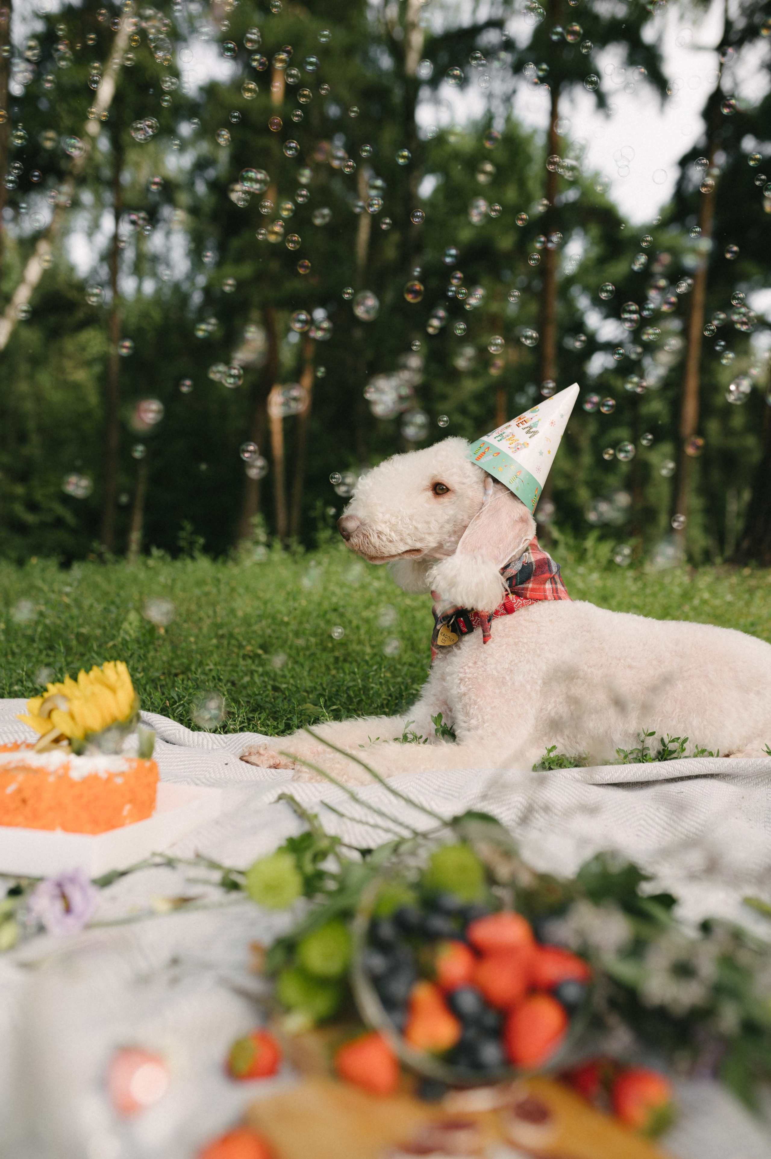 Лиза и Каспер. Фотограф анималист в Москве Ольга Агушева