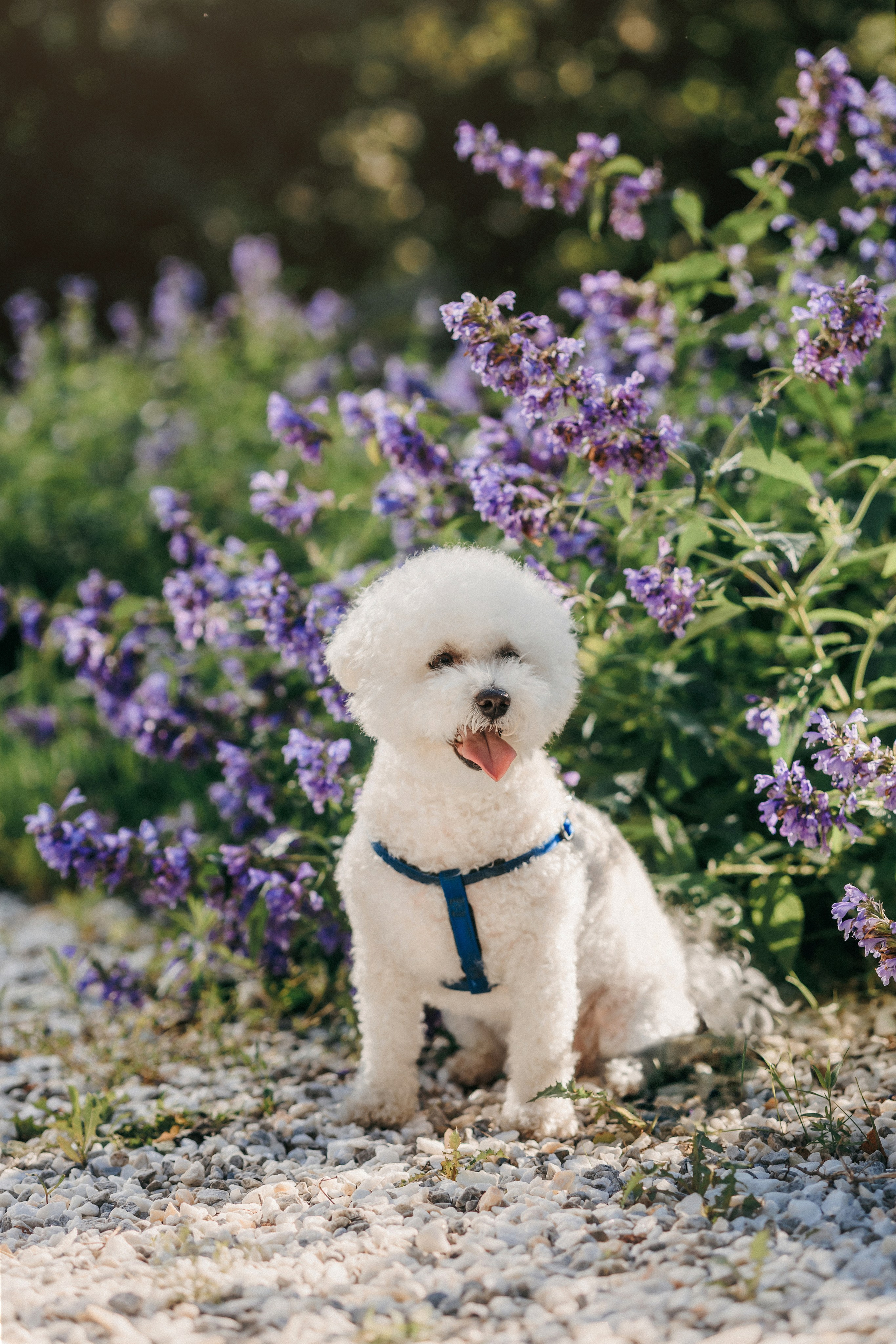 Марина, Данил и Бруно. Фотограф-анималист Елена Радченко, Москва