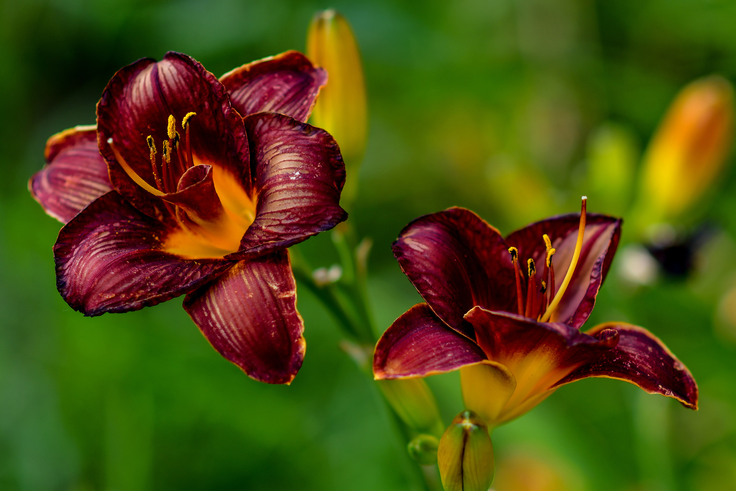 Природа. Семейный и свадебный фотограф в Донецке Донская Анастасия