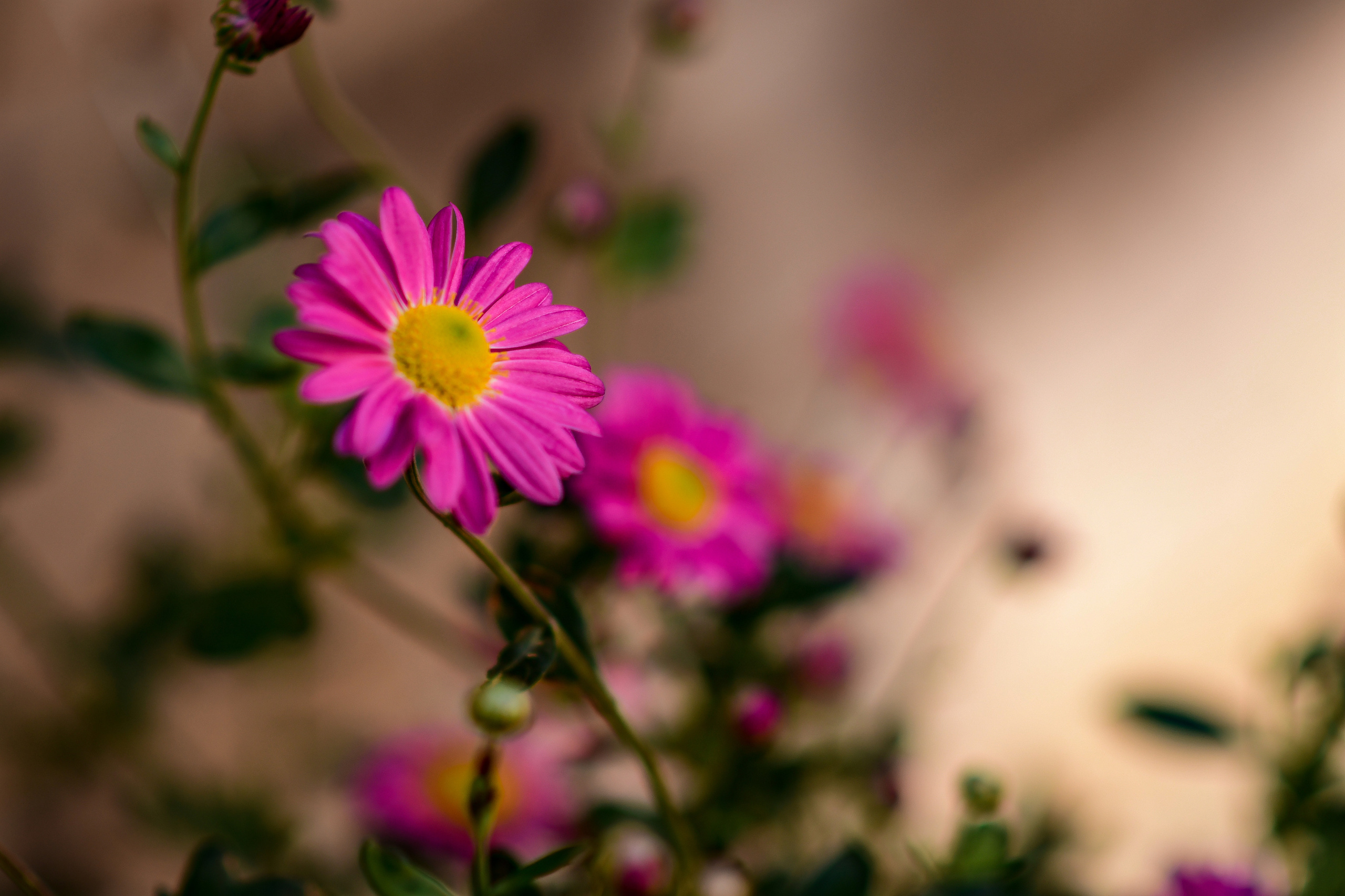 Природа. Семейный и свадебный фотограф в Донецке Донская Анастасия