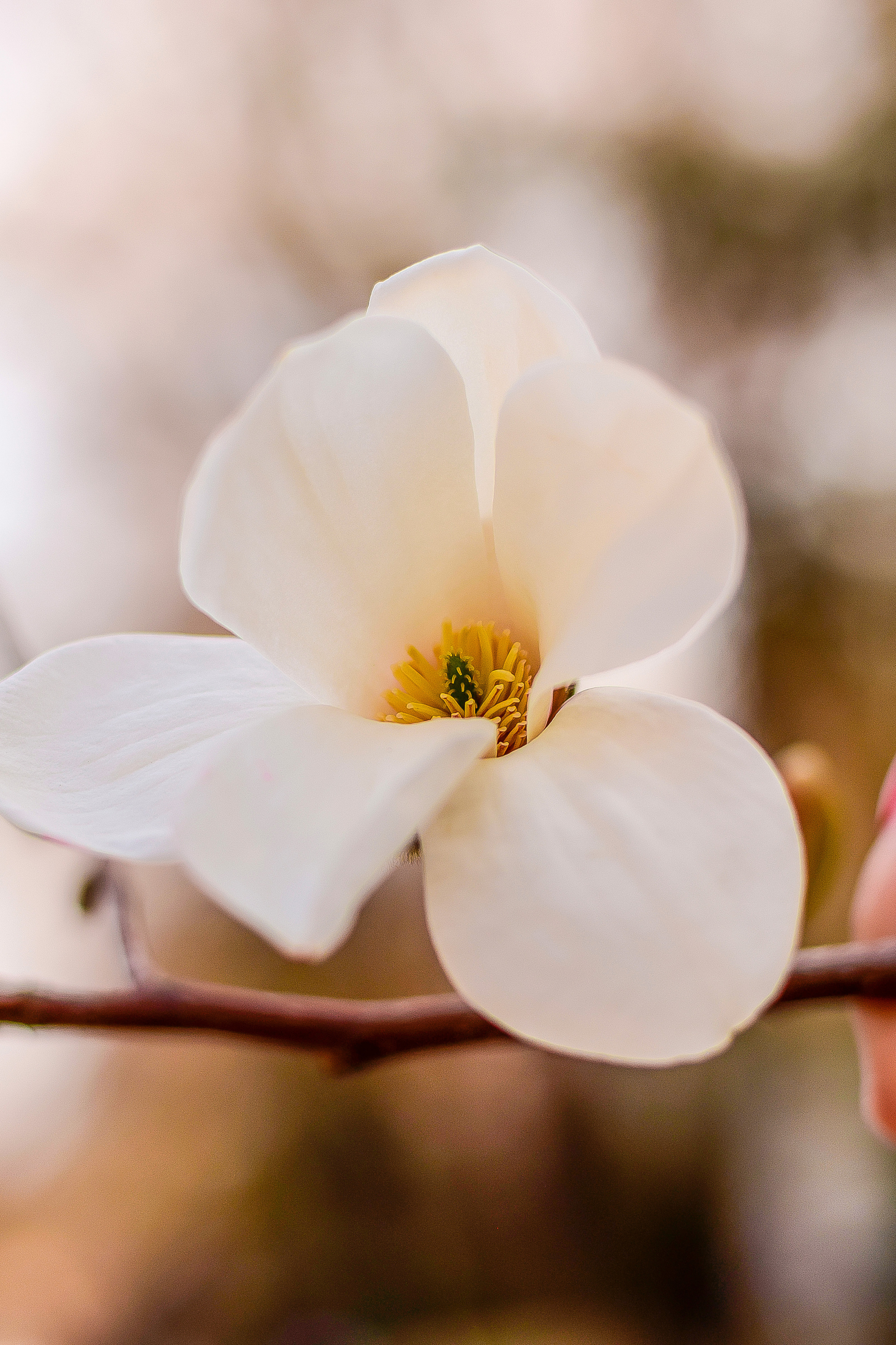 Природа. Семейный и свадебный фотограф в Донецке Донская Анастасия