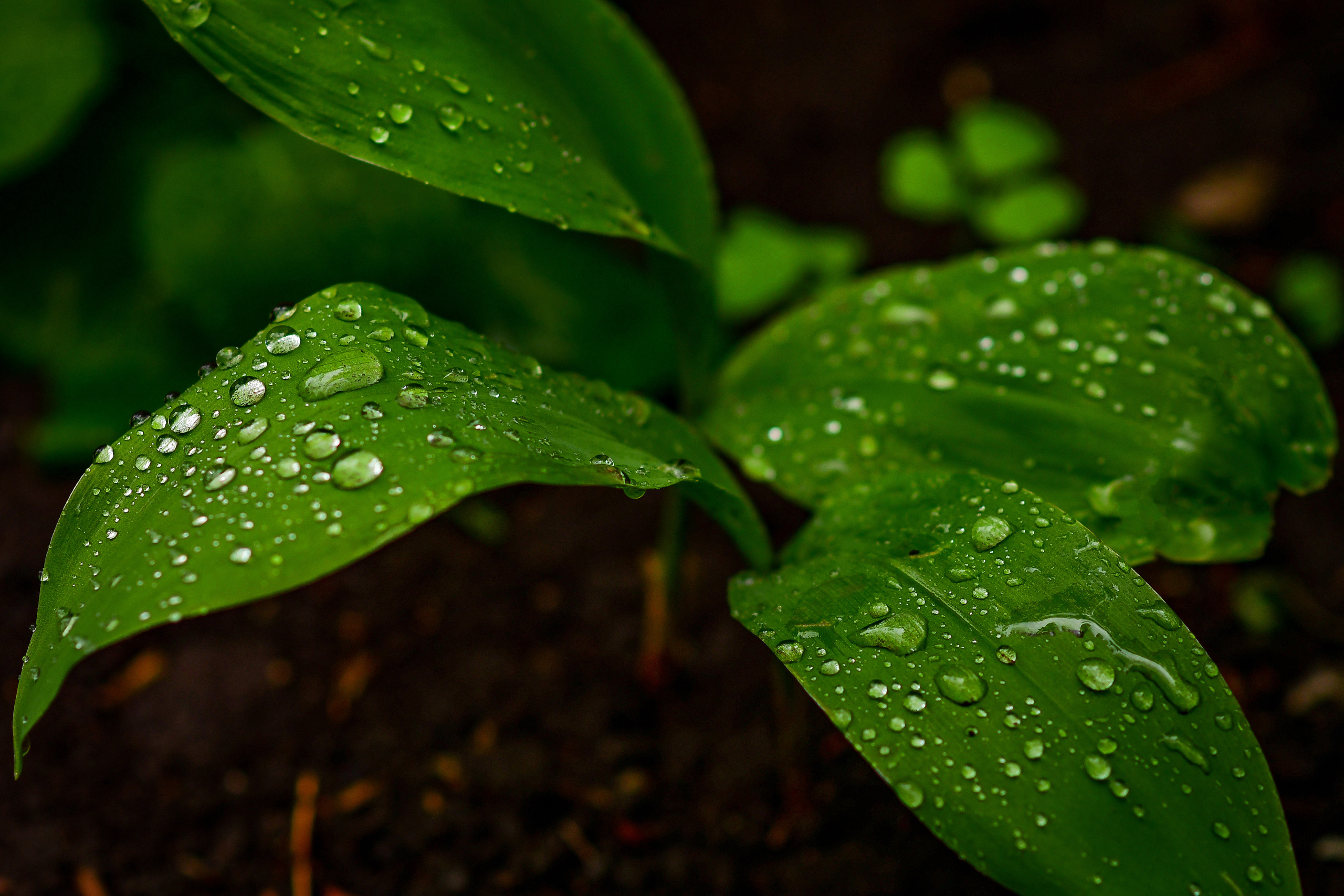 Природа. Семейный и свадебный фотограф в Донецке Донская Анастасия