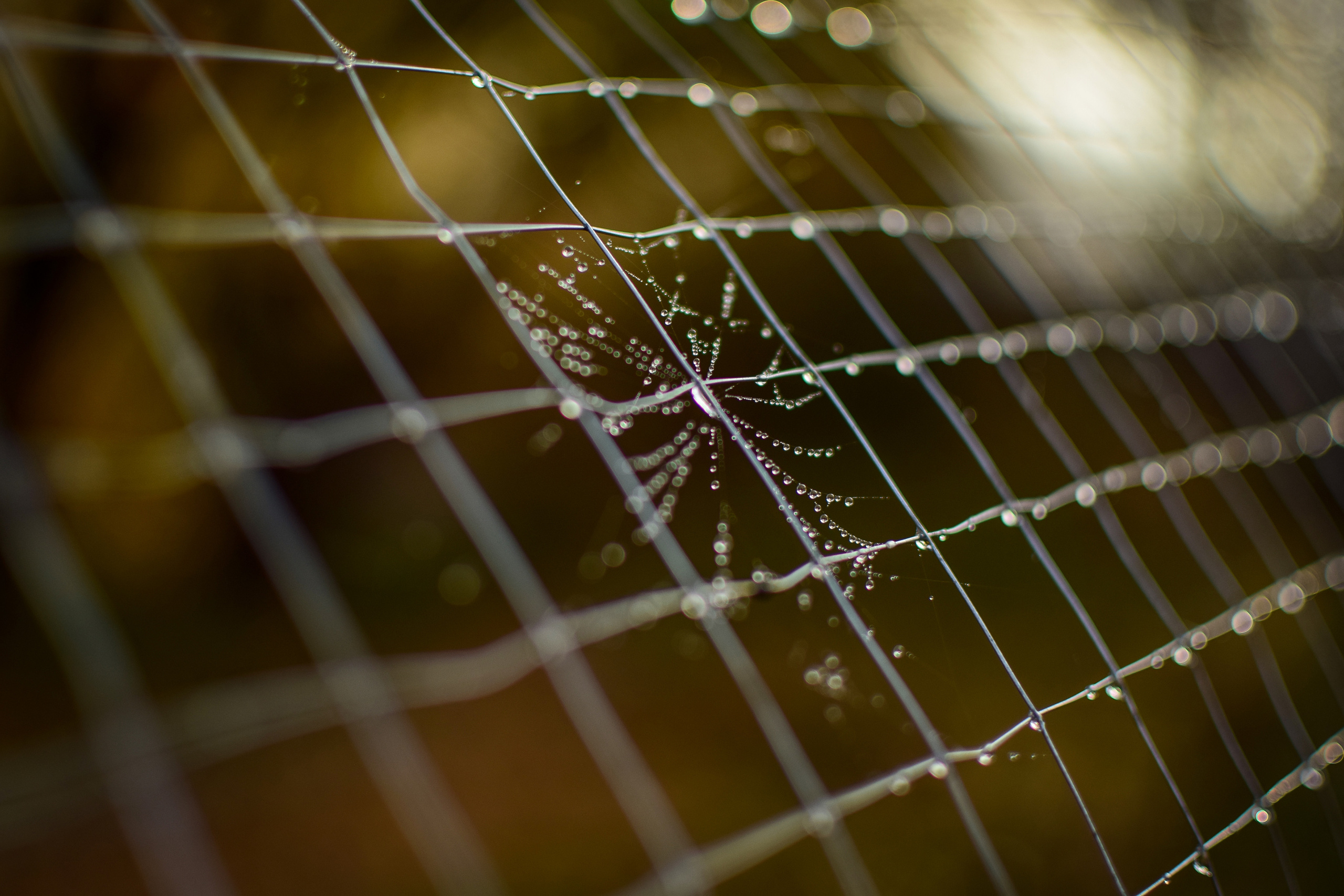 Природа. Семейный и свадебный фотограф в Донецке Донская Анастасия