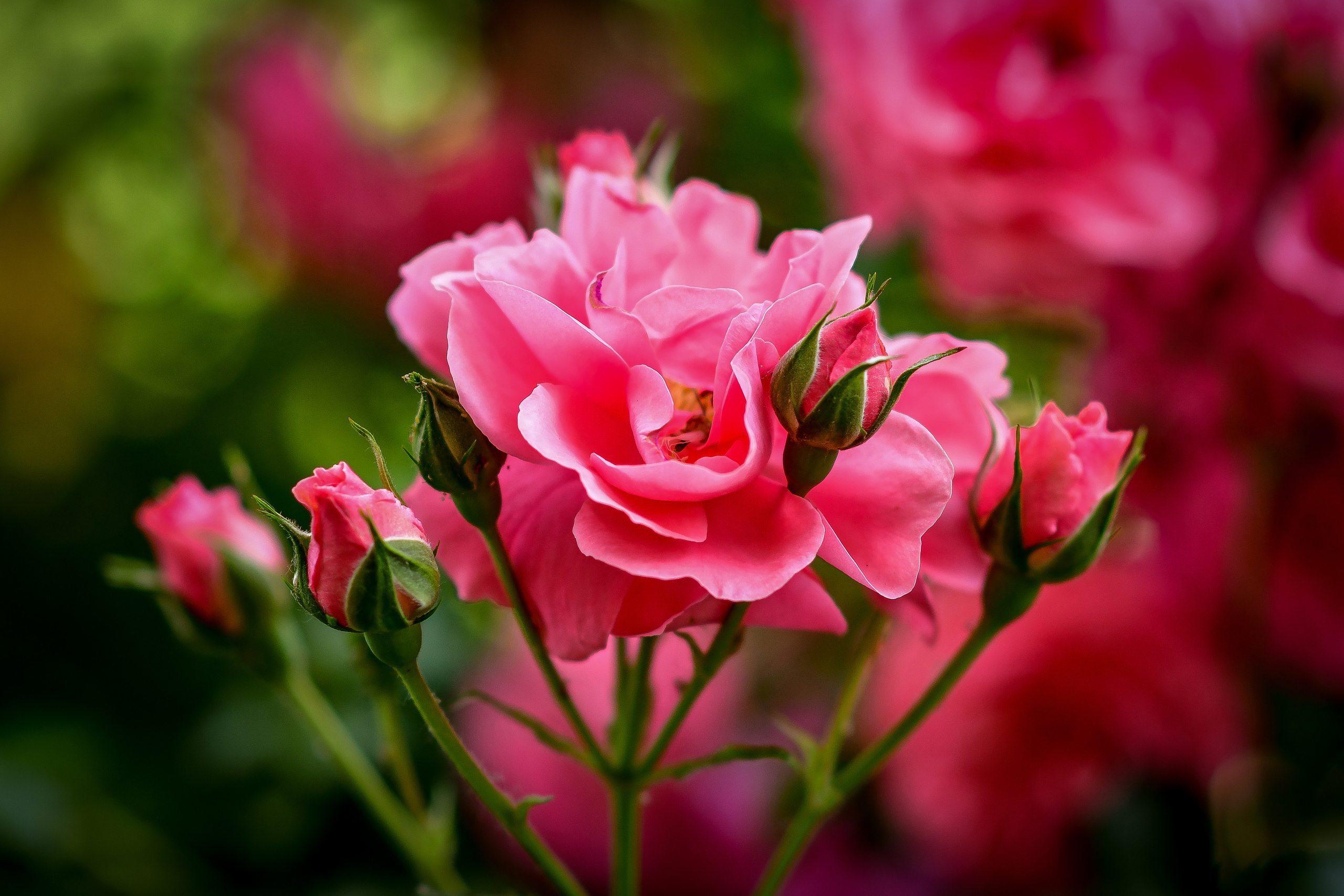 Природа. Семейный и свадебный фотограф в Донецке Донская Анастасия