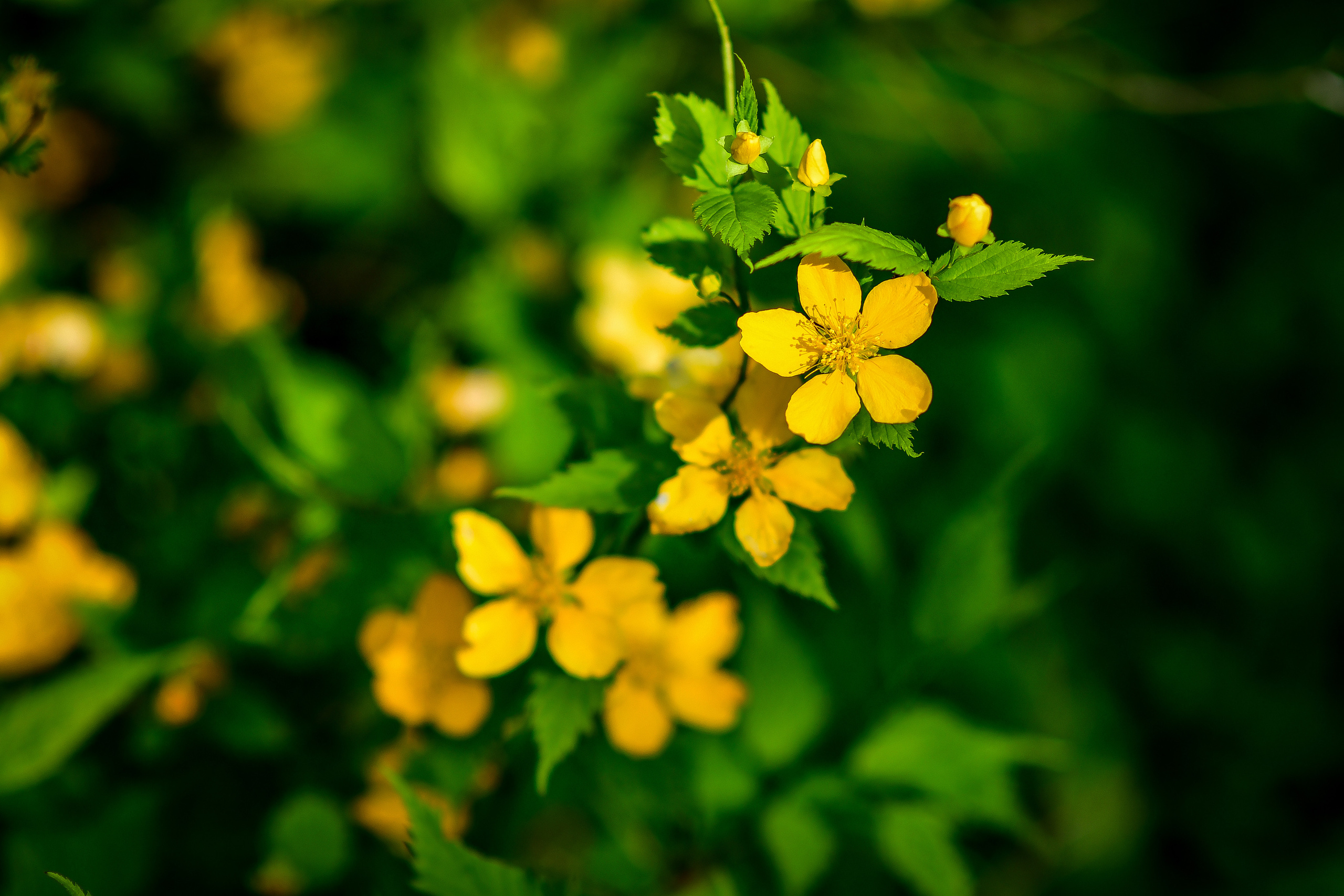 Природа. Семейный и свадебный фотограф в Донецке Донская Анастасия