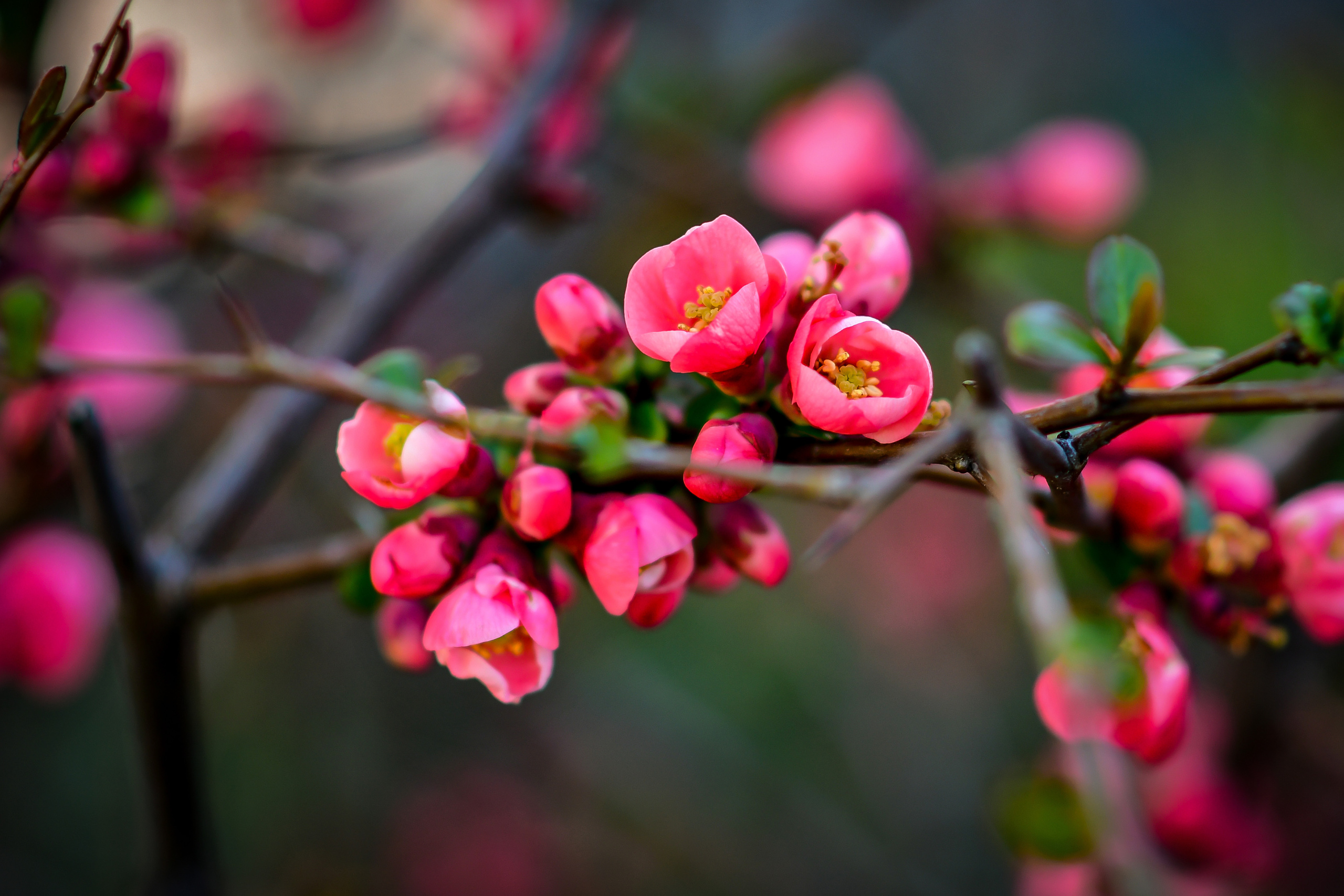 Природа. Семейный и свадебный фотограф в Донецке Донская Анастасия