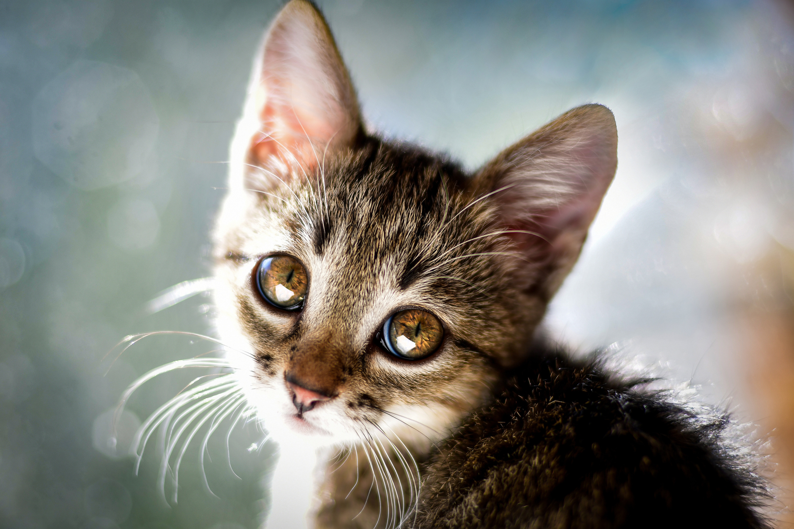 Природа. Семейный и свадебный фотограф в Донецке Донская Анастасия