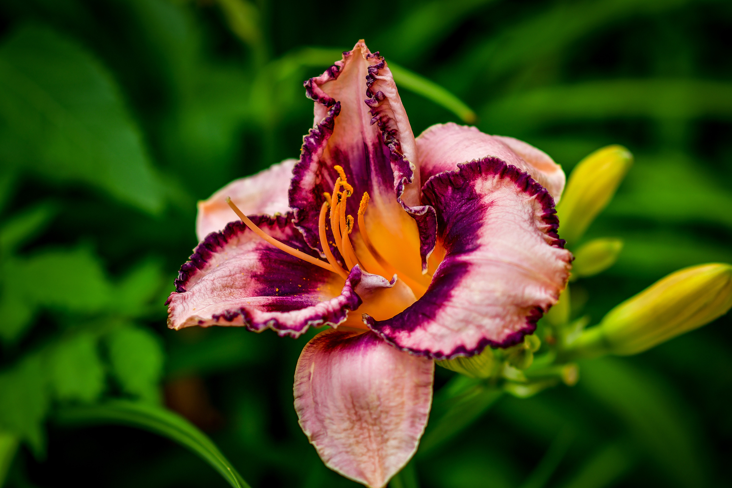 Природа. Семейный и свадебный фотограф в Донецке Донская Анастасия