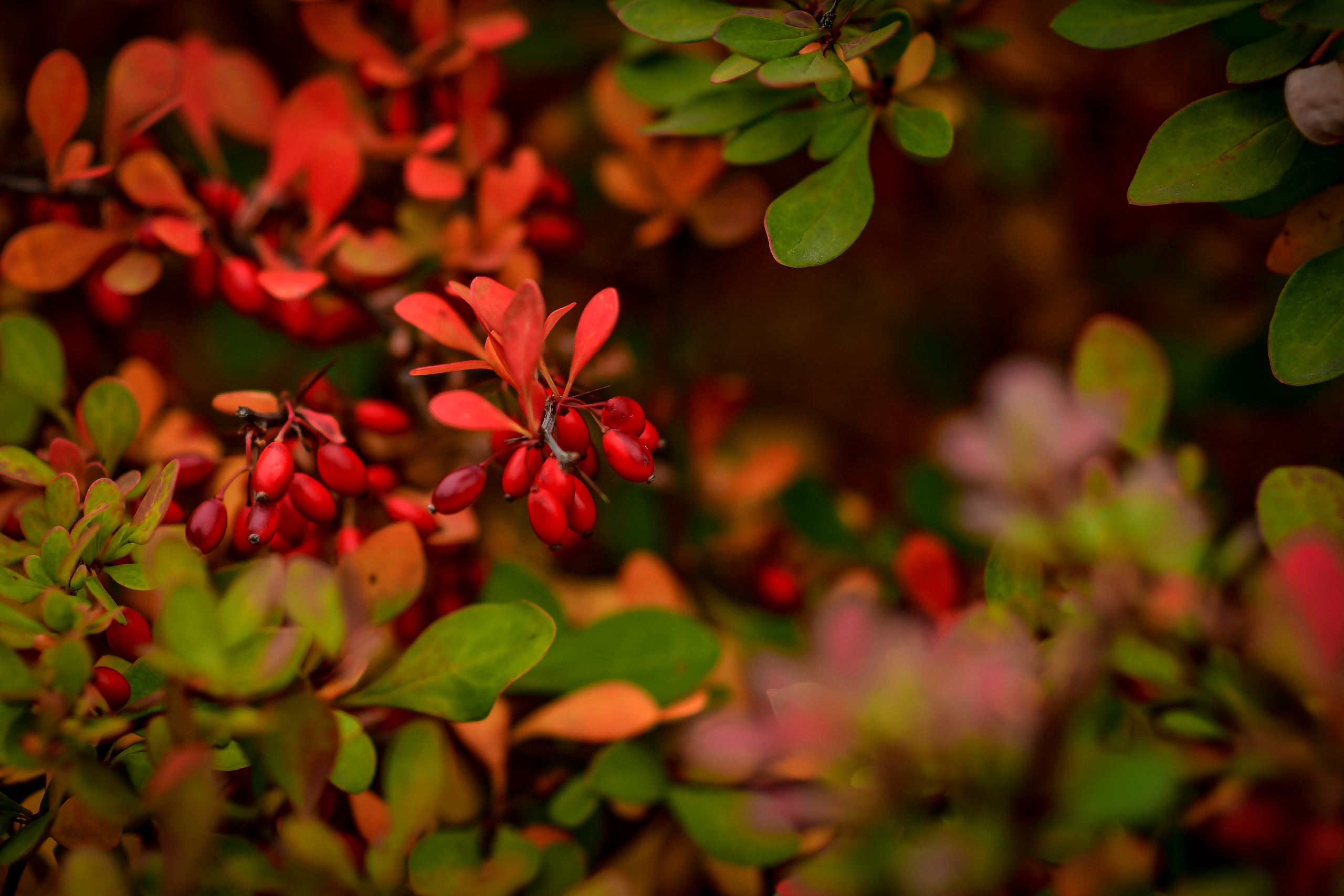 Природа. Семейный и свадебный фотограф в Донецке Донская Анастасия