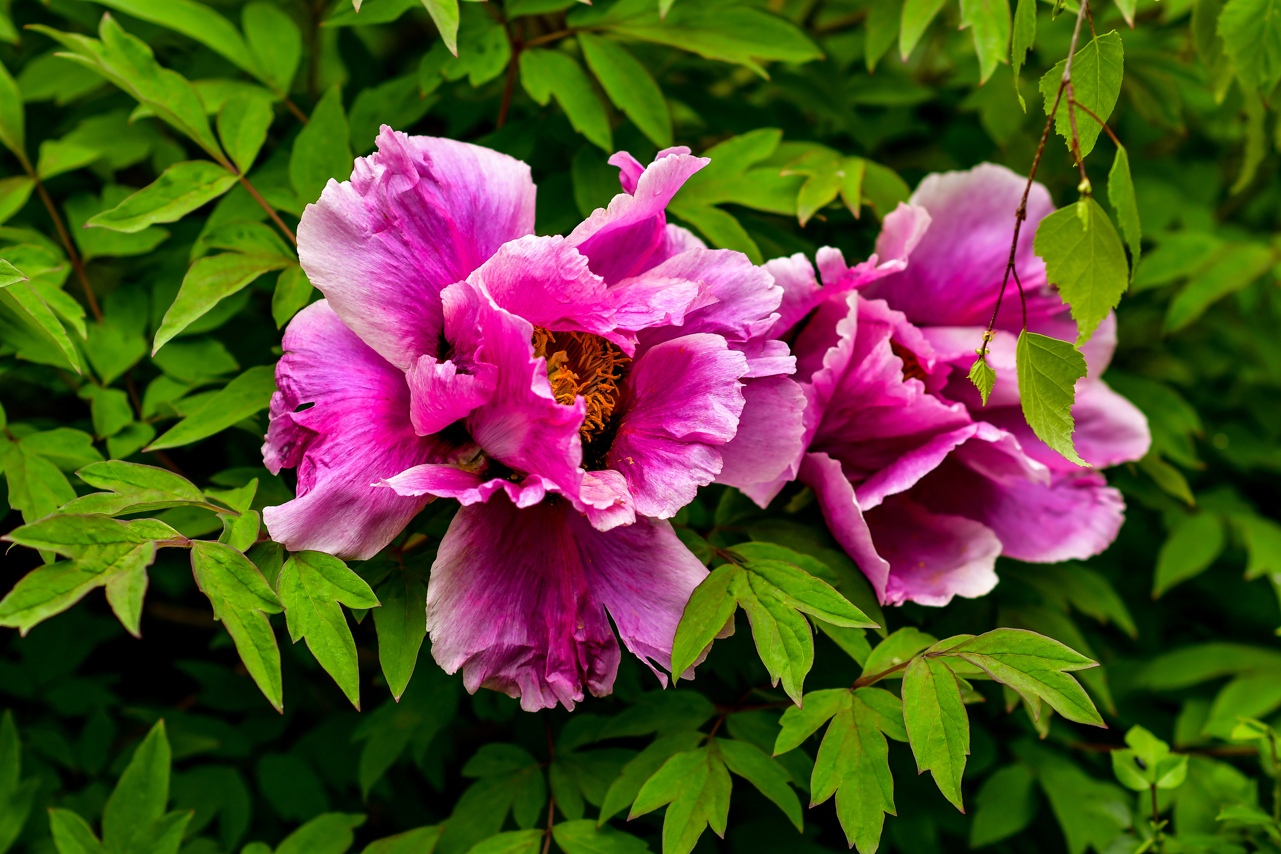 Природа. Семейный и свадебный фотограф в Донецке Донская Анастасия