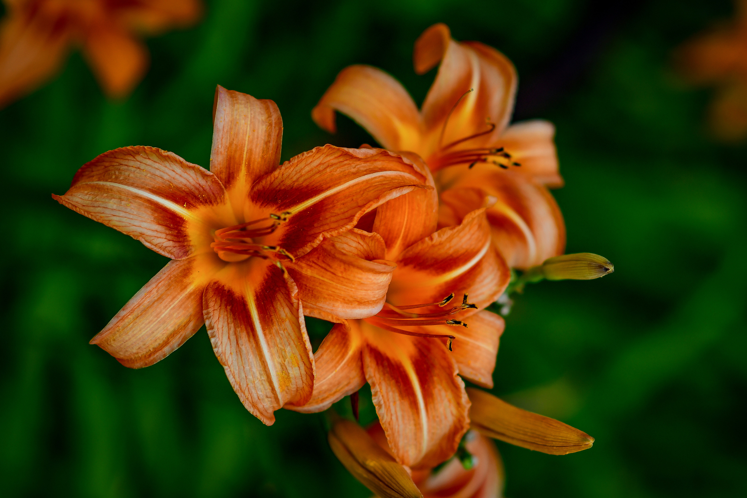 Природа. Семейный и свадебный фотограф в Донецке Донская Анастасия