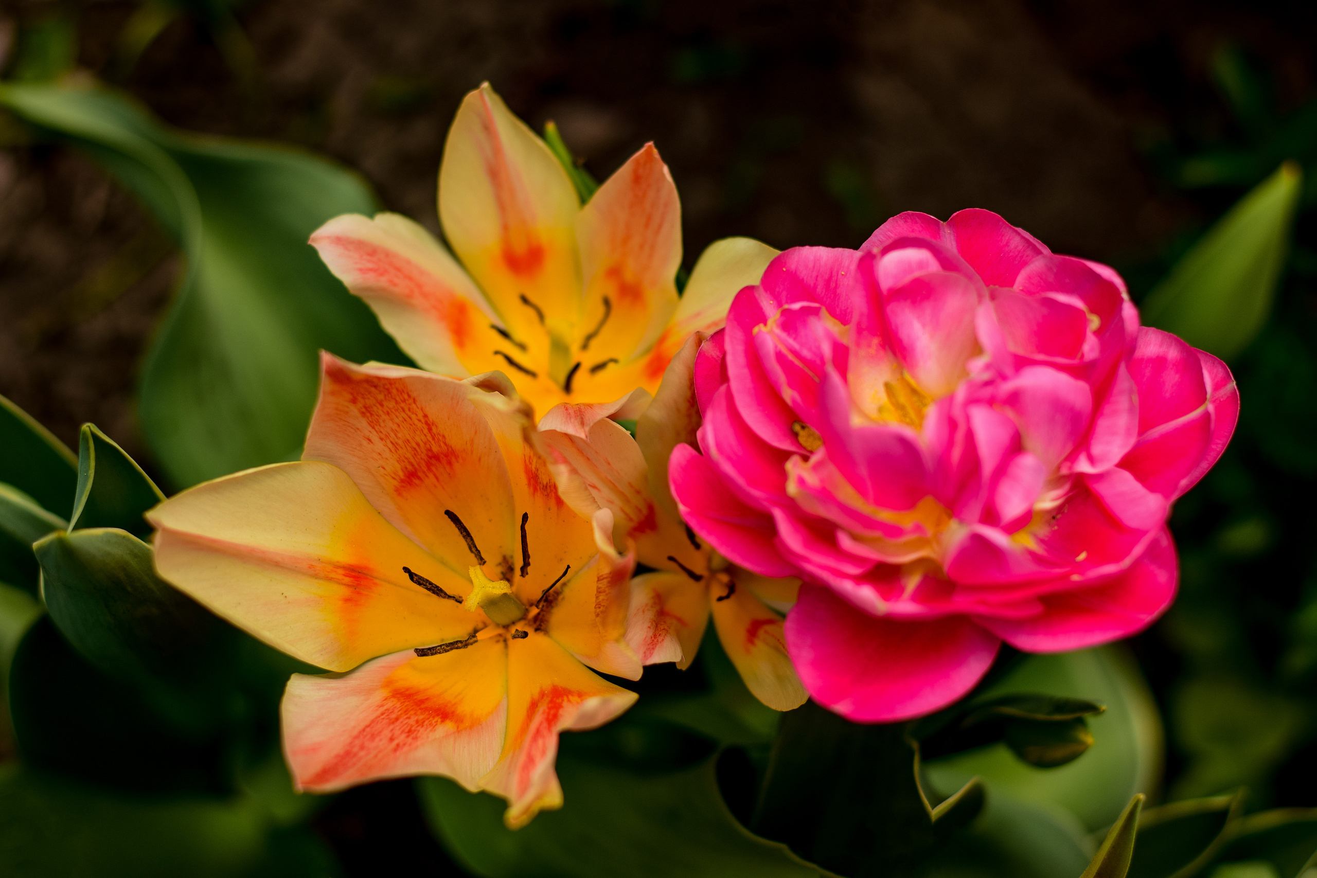 Природа. Семейный и свадебный фотограф в Донецке Донская Анастасия