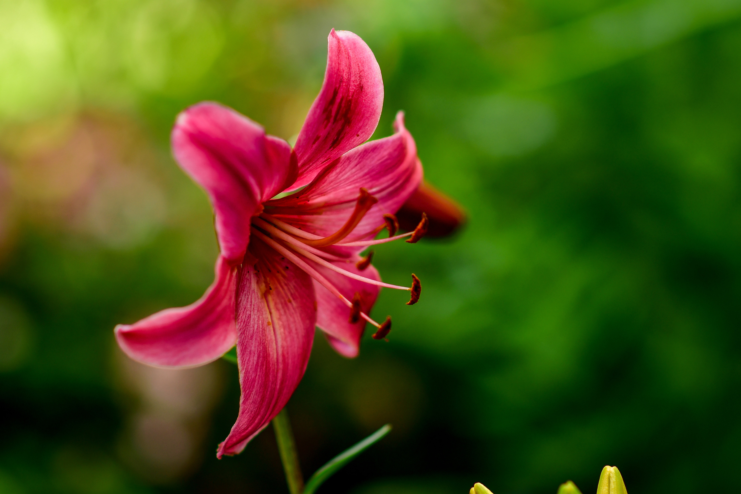 Природа. Семейный и свадебный фотограф в Донецке Донская Анастасия