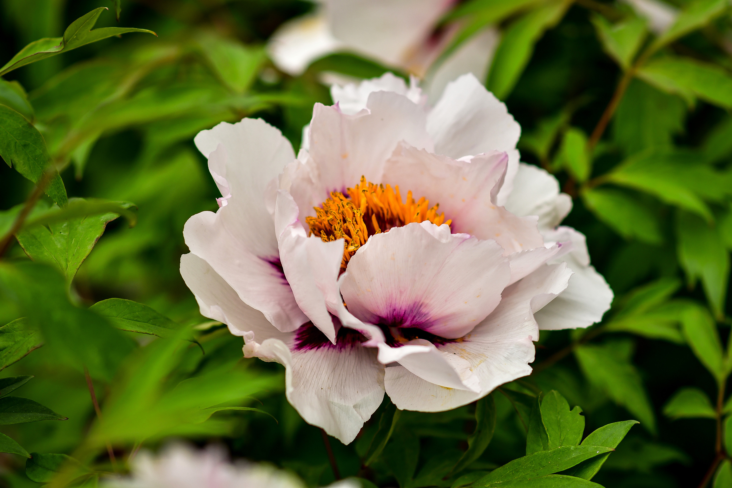 Природа. Семейный и свадебный фотограф в Донецке Донская Анастасия